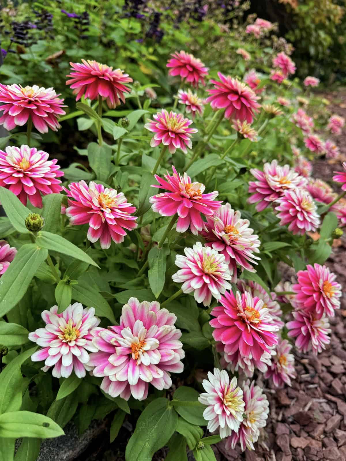 A cluster of vibrant pink and white zinnia flowers (zahara pink) in full bloom, surrounded by lush green leaves, growing in a garden with reddish-brown mulch on the ground.