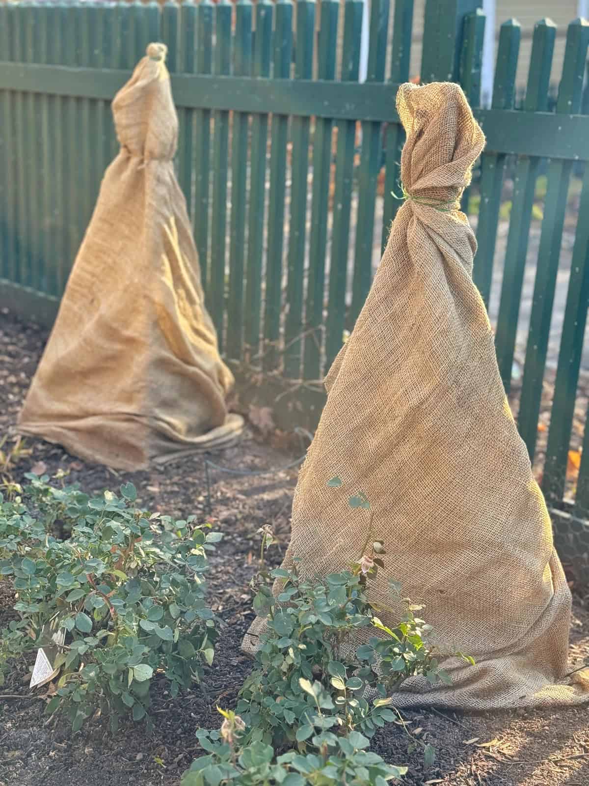 Two plants are wrapped in burlap and secured at the top near a green wooden fence, likely to protect them from cold weather. Unwrapped rose bushes with green leaves are visible in the foreground.