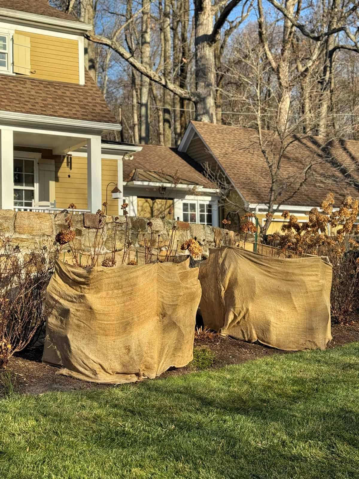 Two large garden shrubs covered with burlap sit in front of a tan house with white trim and a porch. Bare trees and dry hydrangeas are visible in the background on a sunny day.