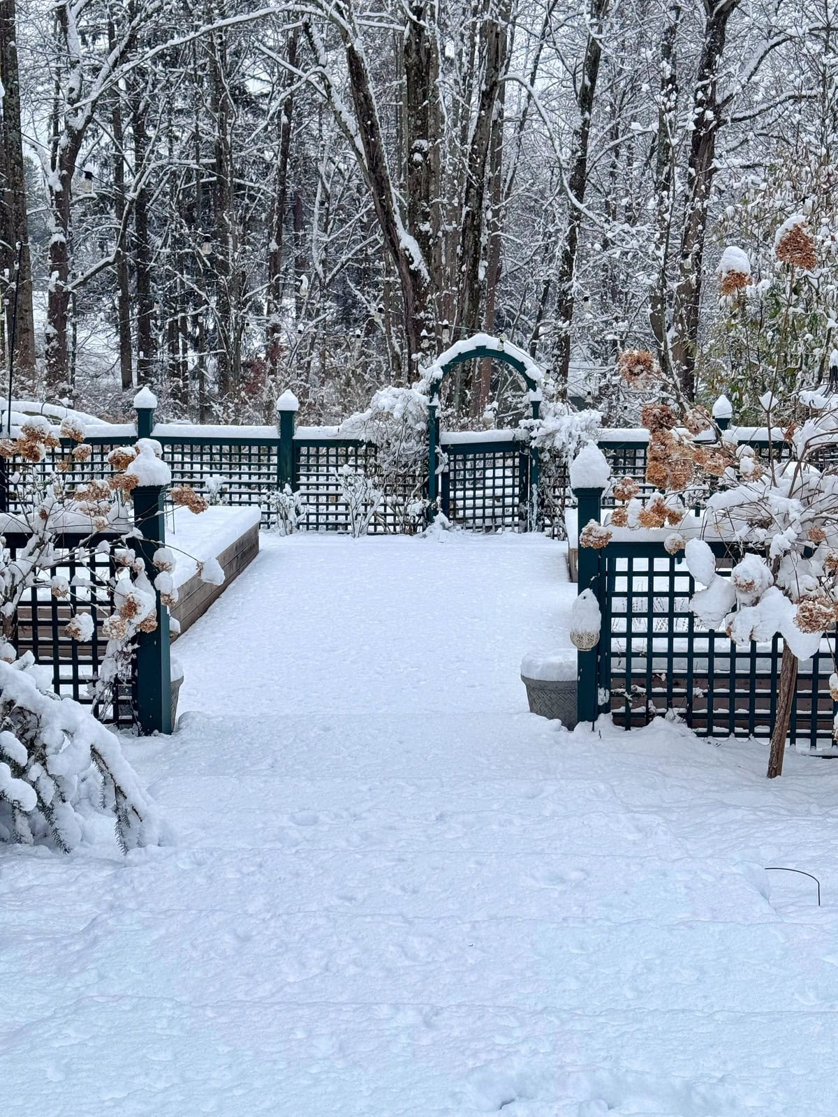 A snow-covered garden with a green trellis fence, gate, and dried plants, surrounded by tall trees and blanketed in fresh white snow.