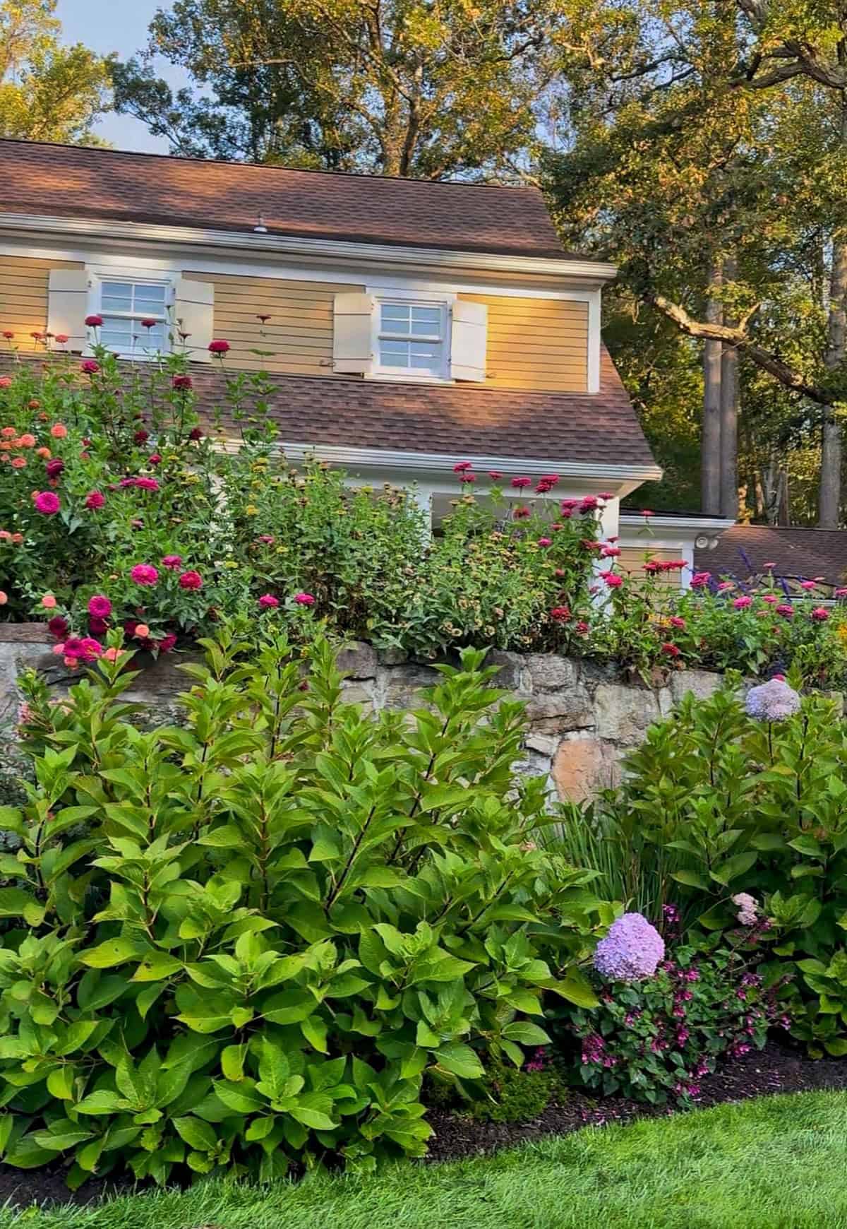 A garden with blooming hydrangeas and other colorful flowers grows in front of a stone wall, with a yellow house with white shutters and trees in the background.