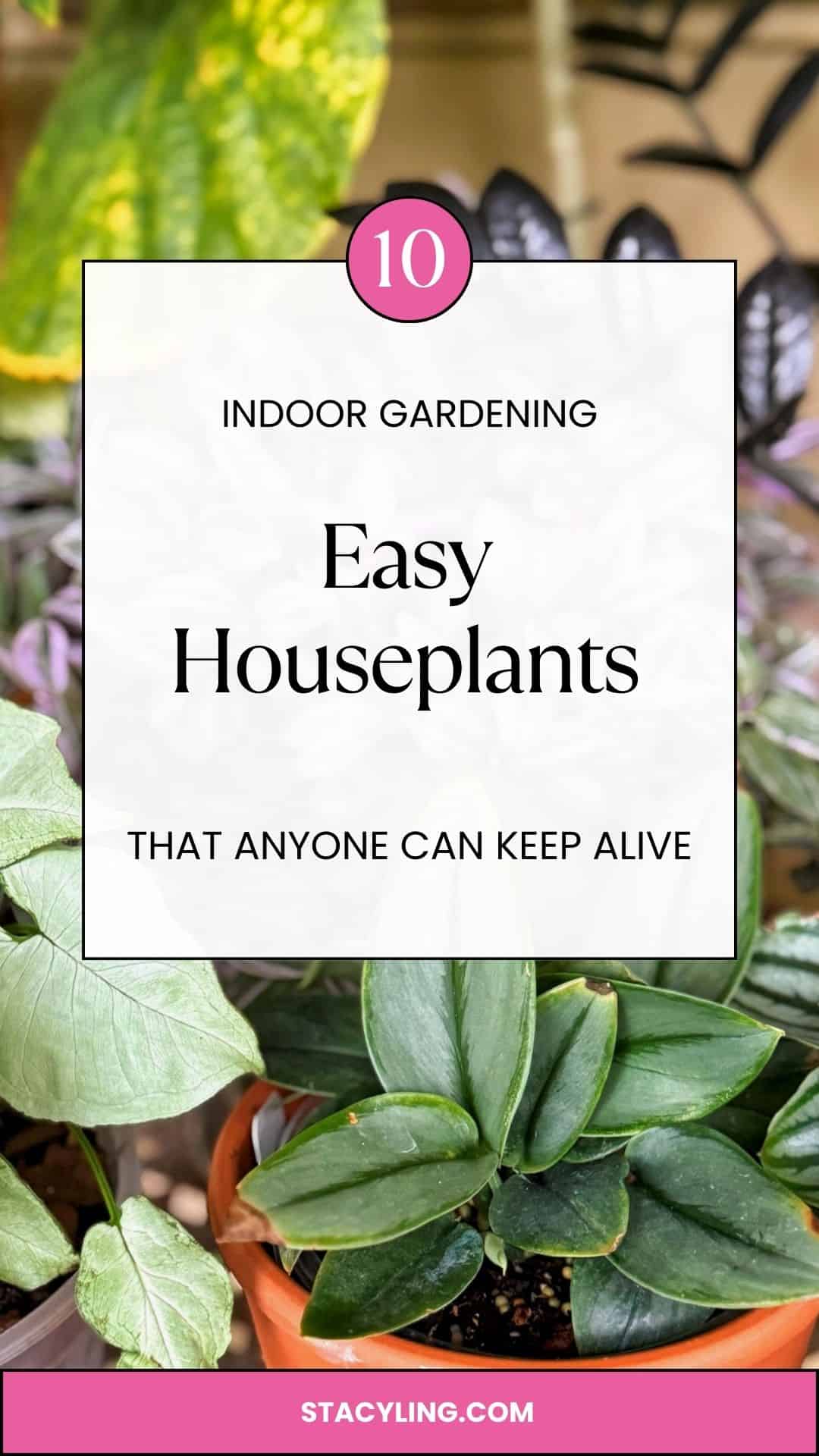 A variety of healthy, green houseplants in pots, with a text overlay that reads: "10 Indoor Gardening Easy Houseplants That Anyone Can Keep Alive." Website: stacyling.com.