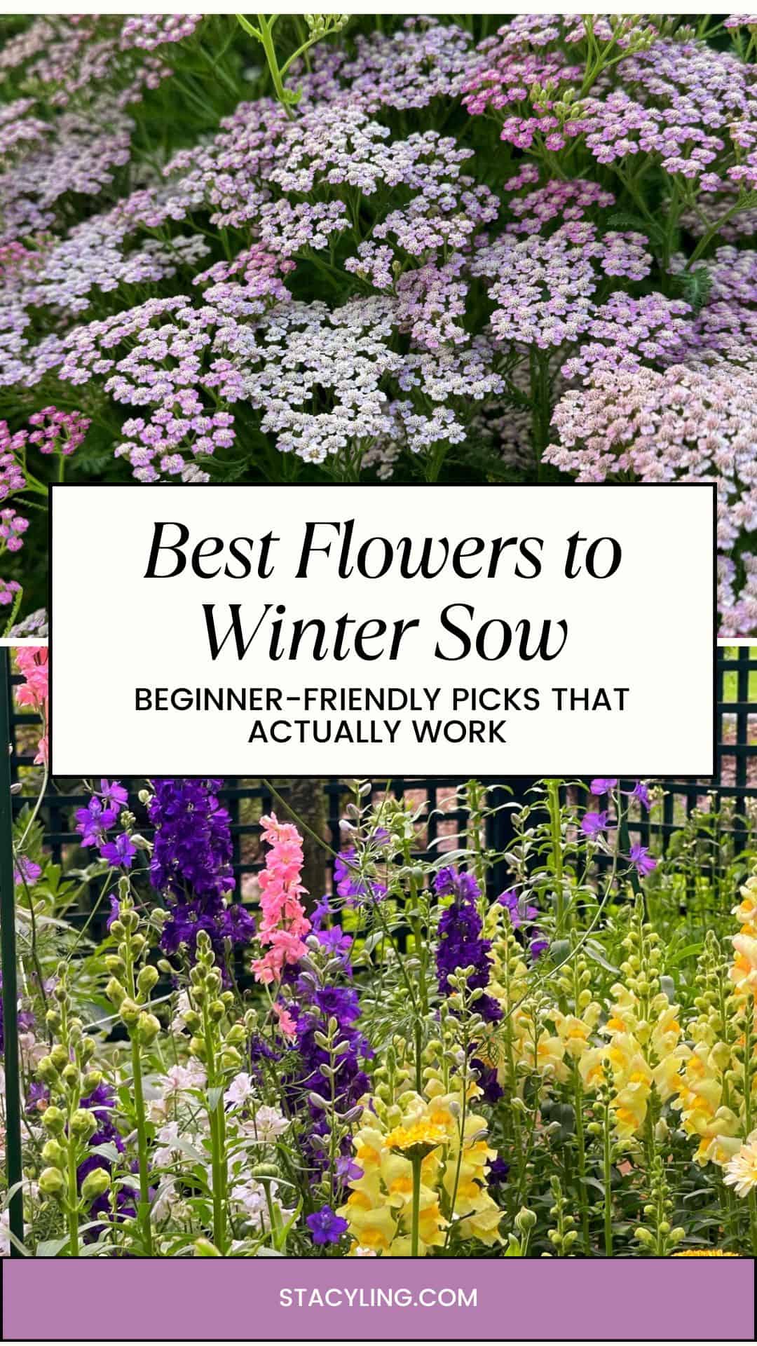 A collage featuring pink and white yarrow flowers on top, with tall yellow, purple, and pink snapdragons below. Text reads: “Best Flowers to Winter Sow: Beginner-Friendly Picks That Actually Work.”.