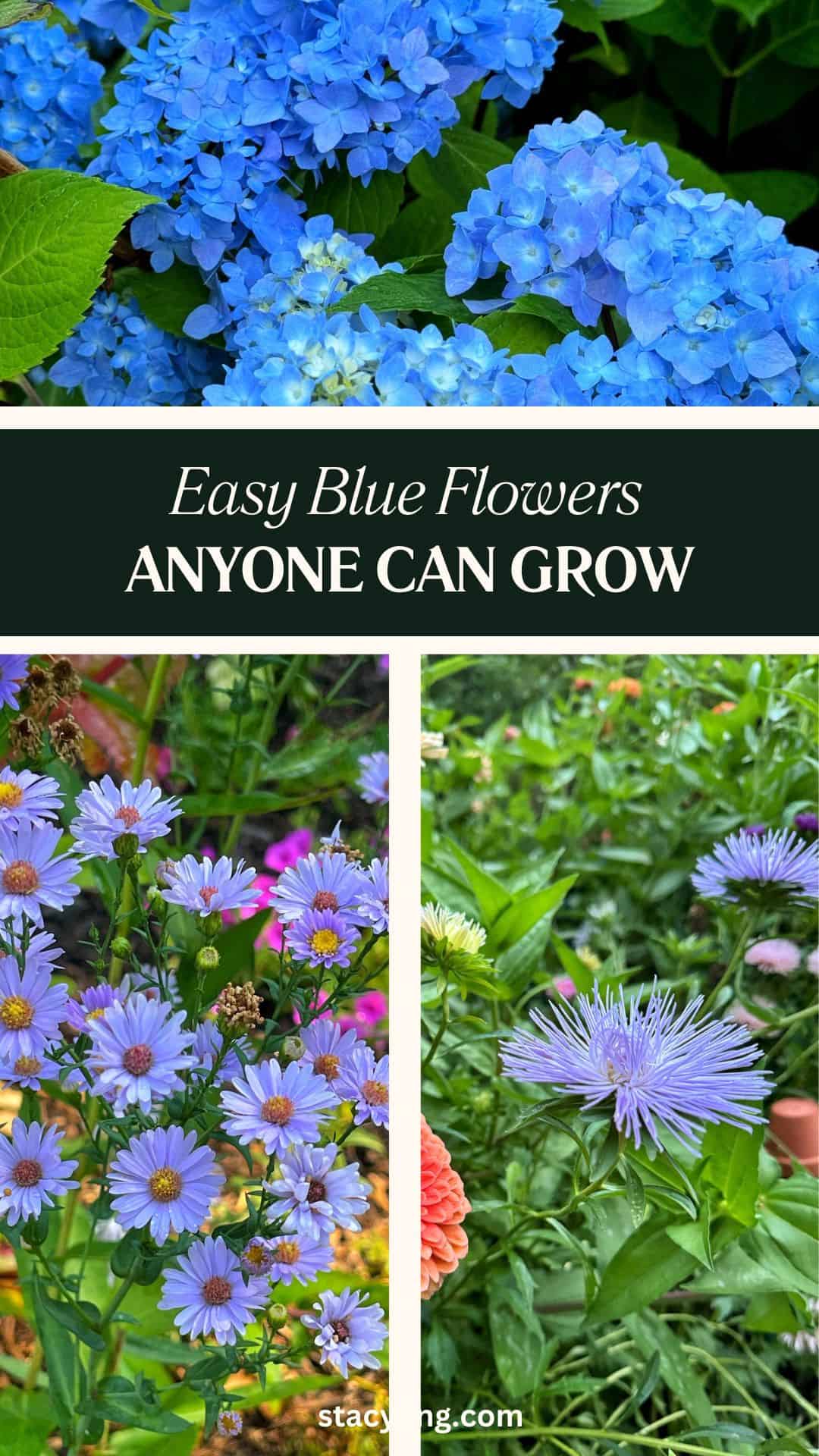 Collage with blue hydrangea blooms on top, two types of blue daisy-like flowers below, and text reading "Easy Blue Flowers Anyone Can Grow" with "stacyling.com" at the bottom.