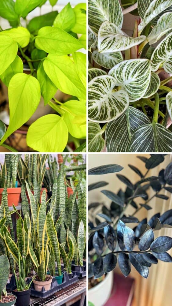 A collage of four images showing different indoor plants: neon green heart-shaped leaves, striped green and white leaves, tall snake plants with yellow edges, and dark, nearly black, oval leaves.