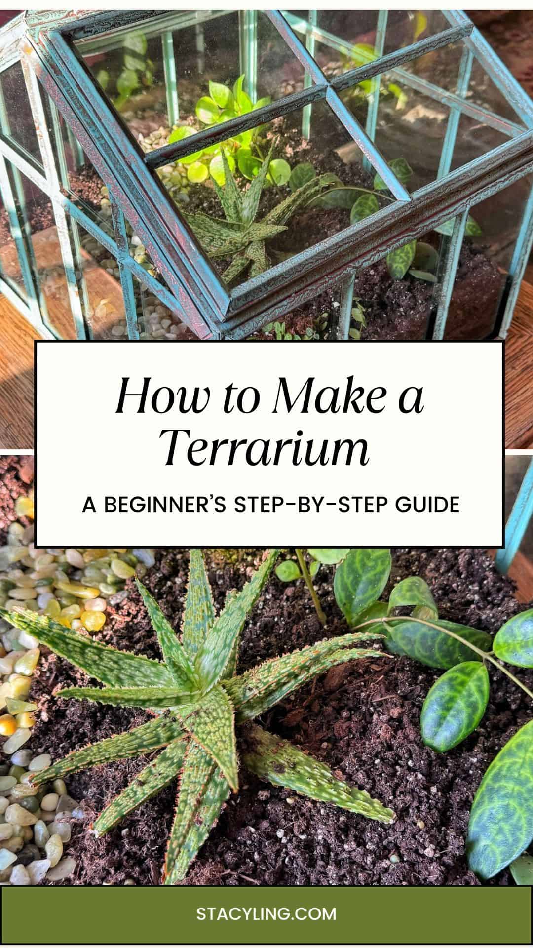 A small glass terrarium with green succulents and leafy plants on soil; the image promotes a beginner&rsquo;s step-by-step terrarium guide from stycling.com.