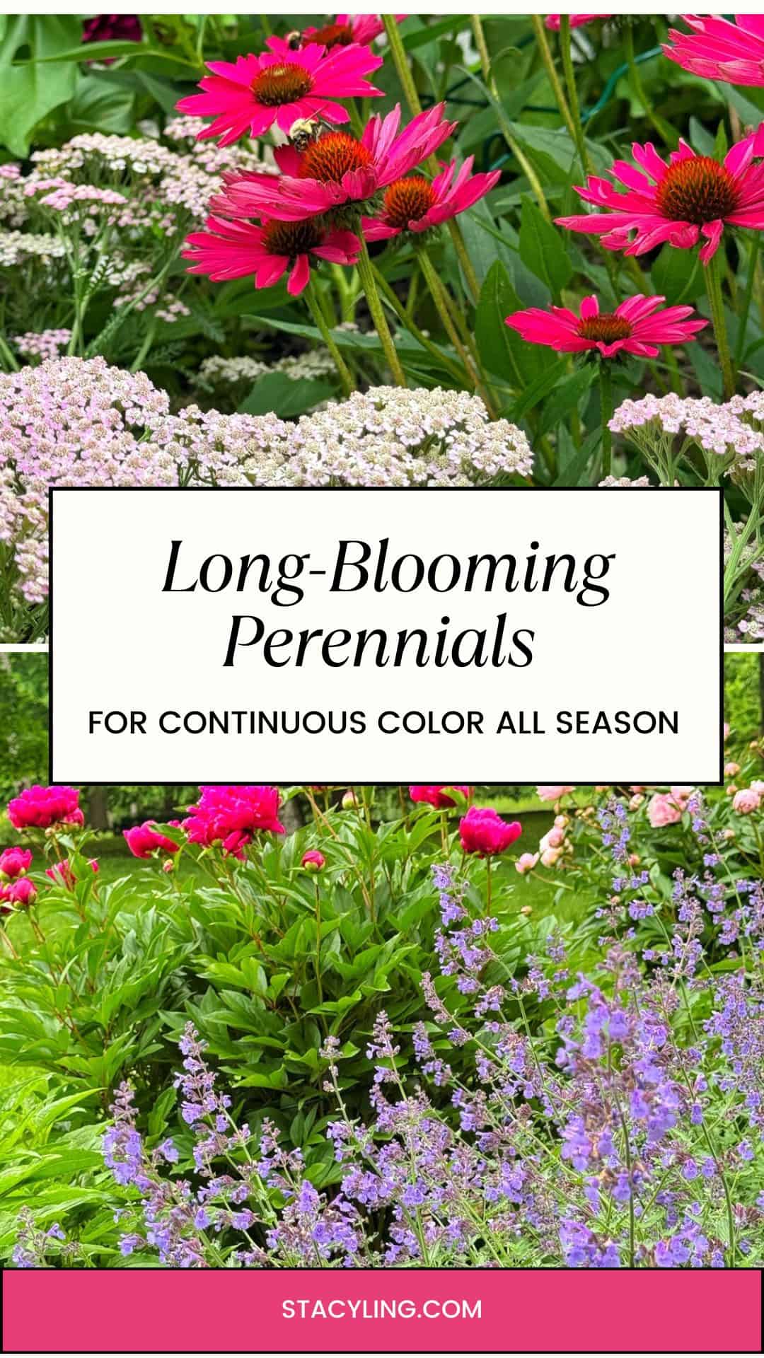 Flower garden with vibrant pink, white, and purple long-blooming perennials and green foliage, overlaid with text: "Long-Blooming Perennials for Continuous Color All Season.