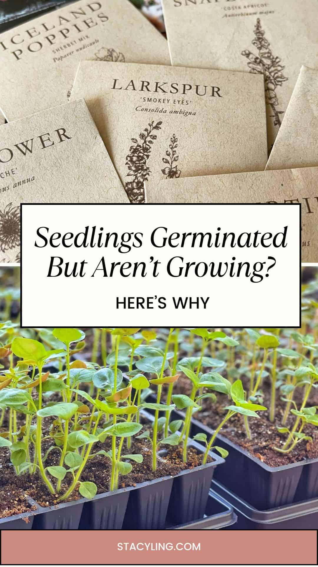 Seed packets labeled Iceland Poppies, Larkspur, and Snapdragon above a photo of small seedlings in trays. Text reads: "Seedlings Germinated But Aren&rsquo;t Growing? Here&rsquo;s Why.