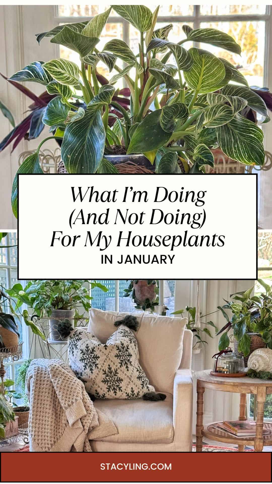 A cozy room filled with lush houseplants in January, featuring an armchair with pillows and a blanket, and a sign reading &ldquo;What I&rsquo;m Doing (And Not Doing) For My Houseplants in January.&rdquo;.