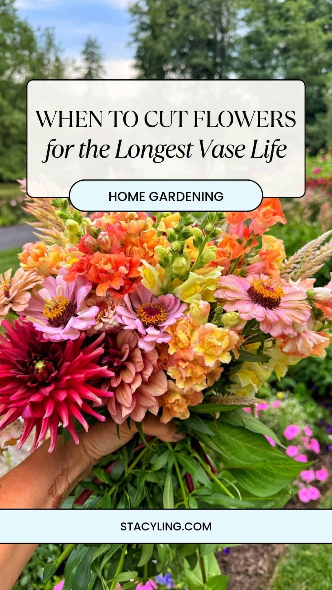 A hand holds a colorful bouquet of freshly cut flowers, showcasing pink and orange blooms in a lush garden. Text on image: "When to cut flowers for the longest vase life. Home gardening. stacyling.com".