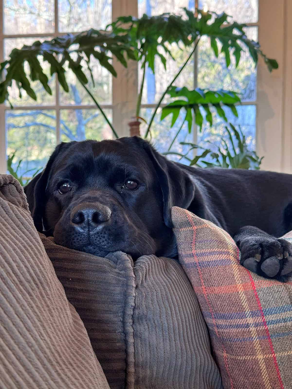 A large black dog rests its head on the back of a brown couch, looking relaxed. There&rsquo;s a plaid pillow beside it and a leafy green plant in the background near sunlit windows.