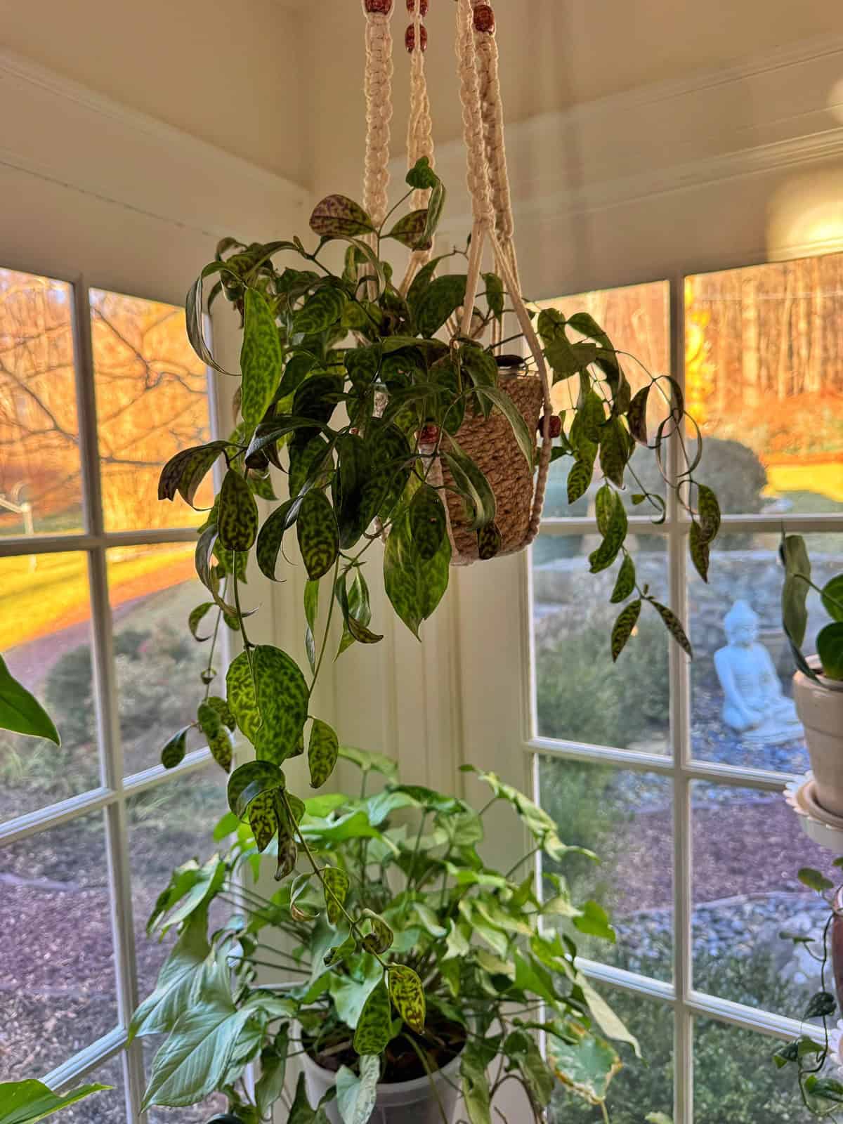 Hanging potted plant in a macramé holder by sunlit windows, with another leafy plant below. Outside, autumn trees and a stone Buddha statue are visible in the garden.