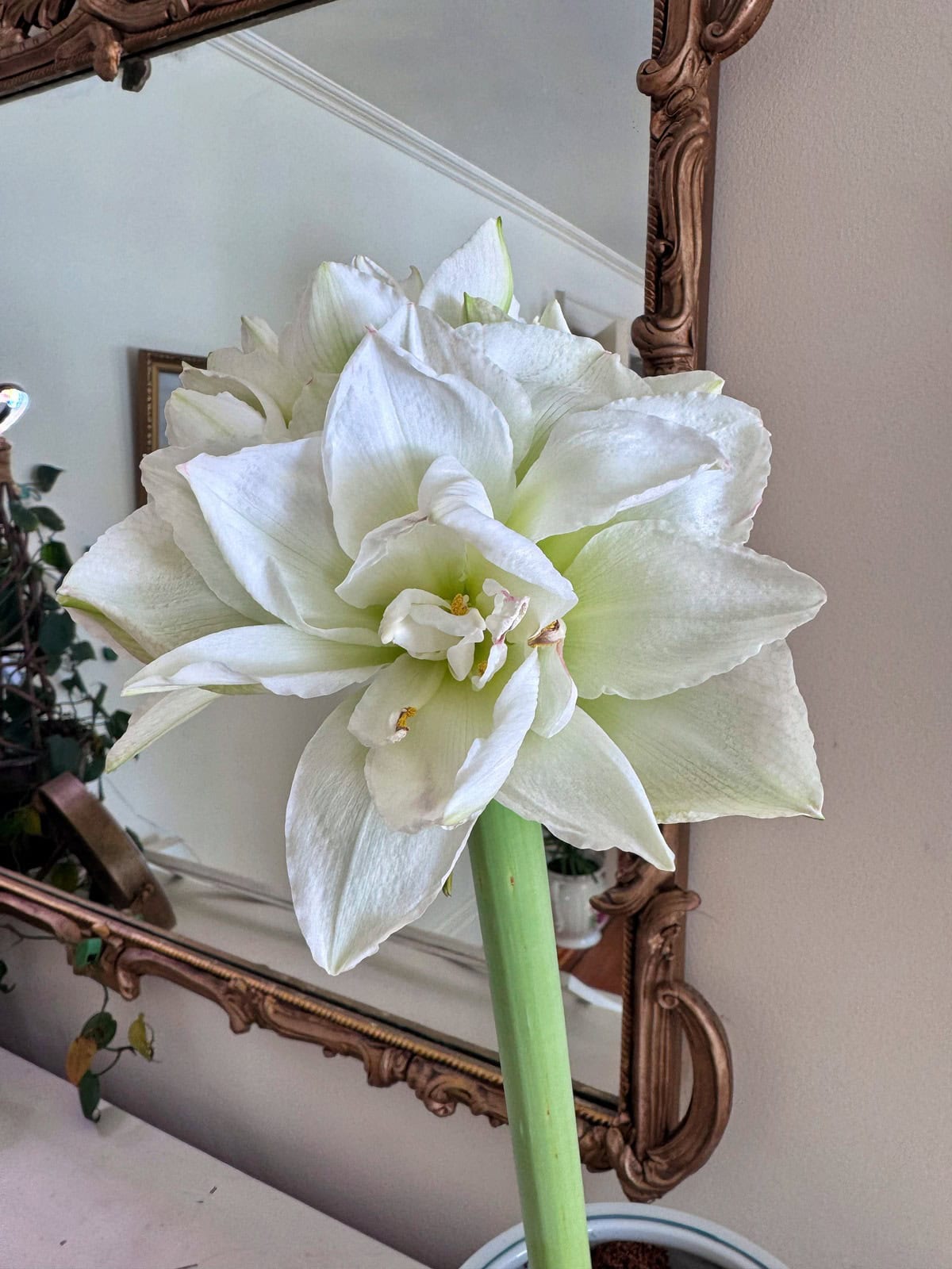 A large white amaryllis flower with multiple blooms on a thick green stem is in front of a vintage mirror with an ornate frame. A plant and part of a staircase are visible in the background.