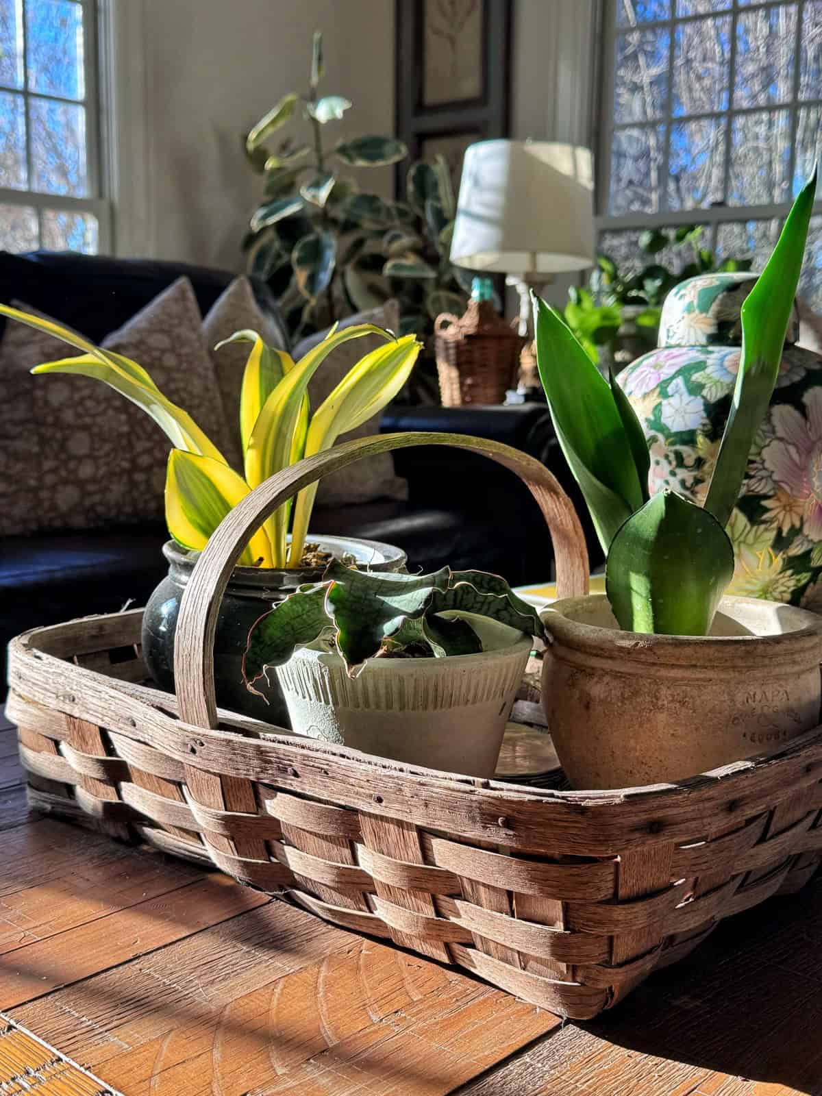 A woven basket holds three potted plants on a wooden table, bathed in sunlight from large windows. In the background are a sofa with pillows, a leafy plant, a lamp, and floral decor.