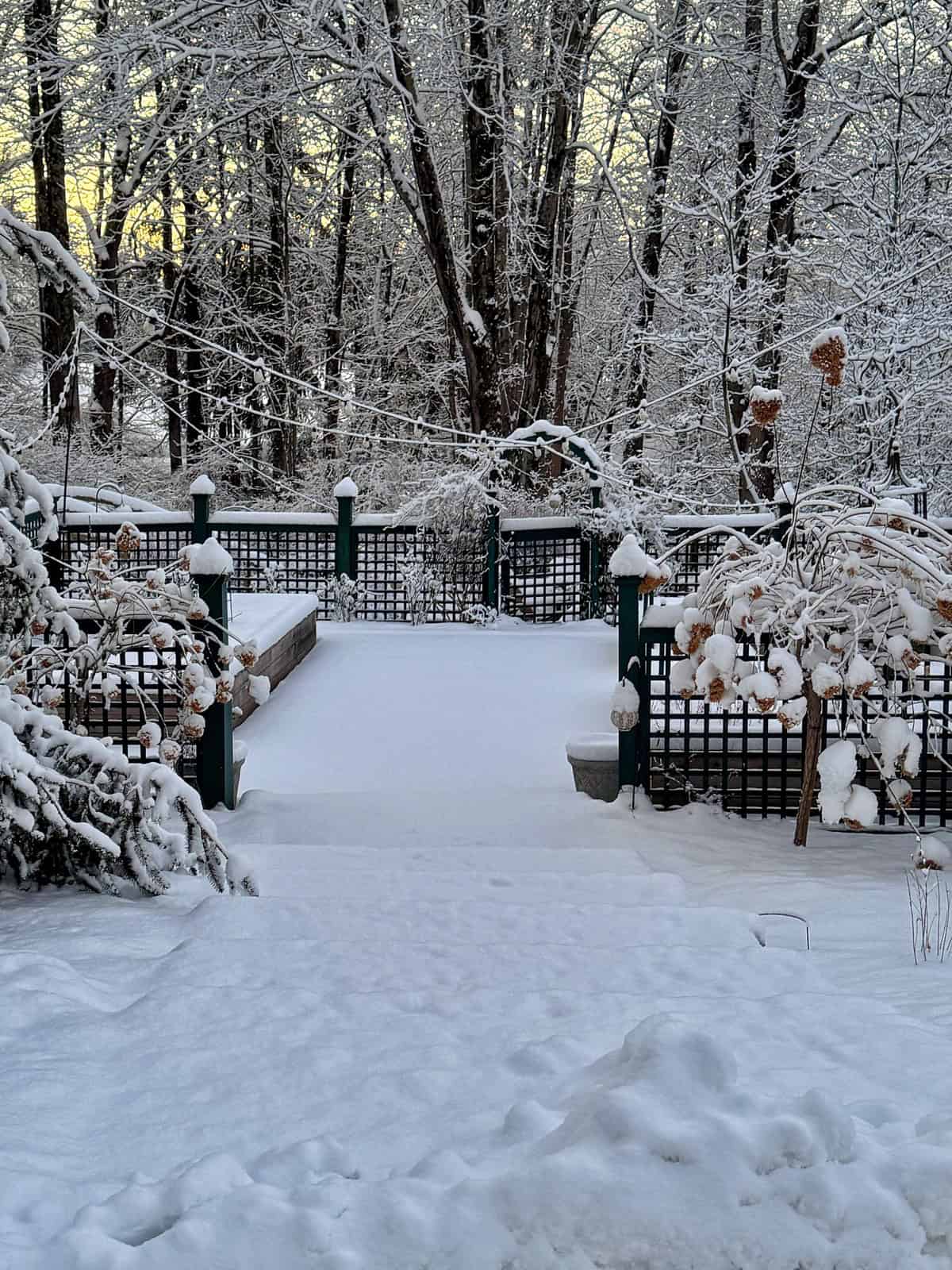 A snowy backyard scene with a wooden fence, plants covered in snow, and tall trees in the background. The ground and branches are blanketed in fresh snow, and the sky is softly lit, suggesting early morning or late afternoon.