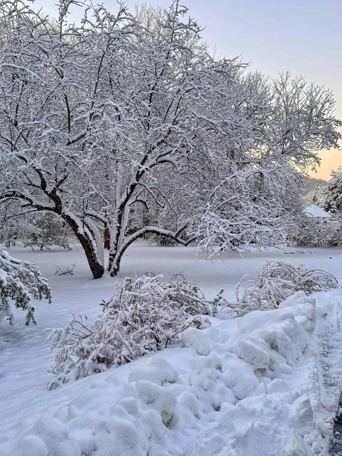 Snow-covered trees and bushes stand in a yard after a heavy snowfall, with a thick layer of snow blanketing the ground and a soft, pale sky in the background.