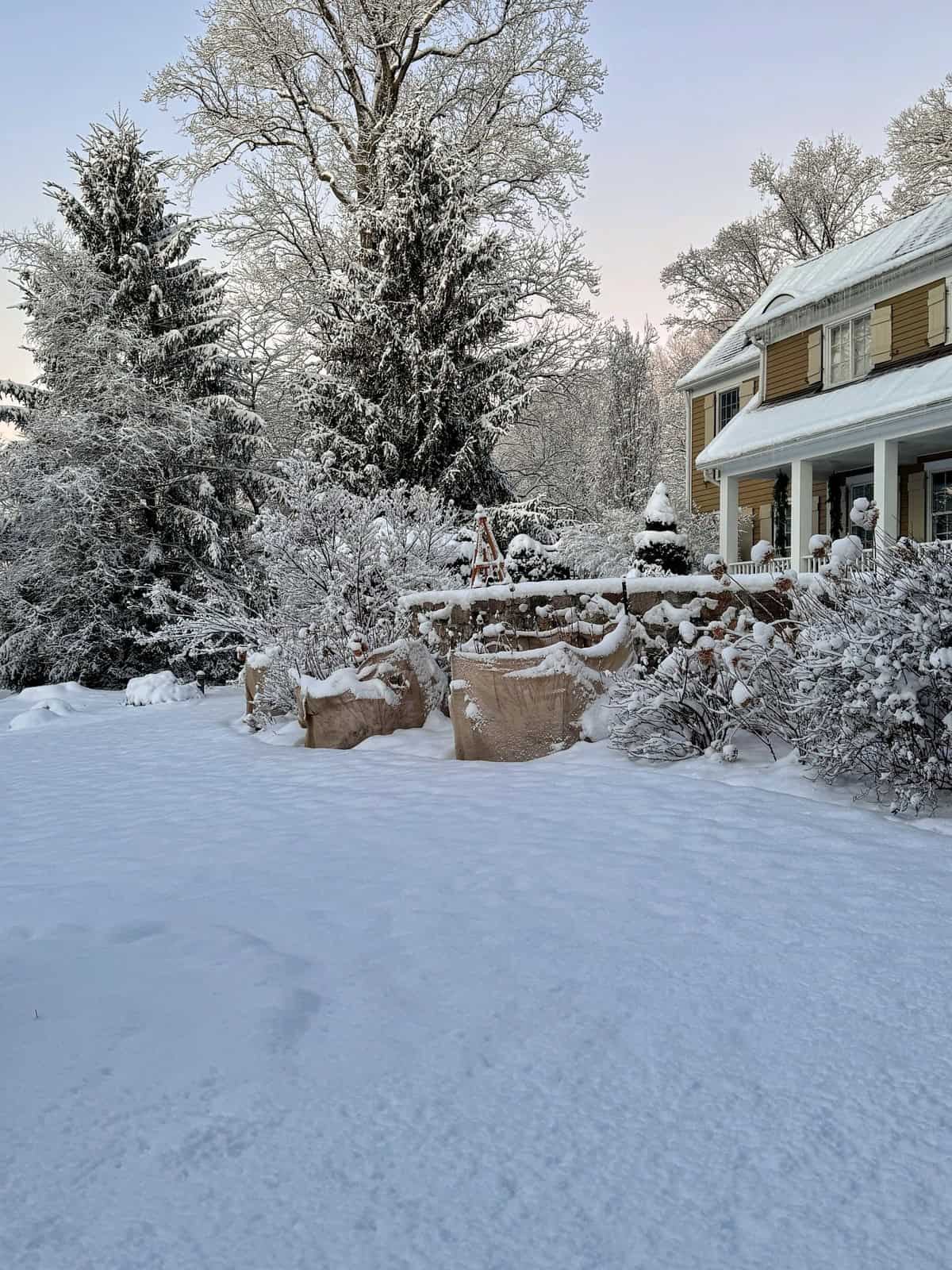A large house with brown shutters sits behind a snow-covered yard and garden. Trees and bushes are blanketed in snow, and several plants are wrapped in burlap for winter protection. The sky is pale at dusk or dawn.