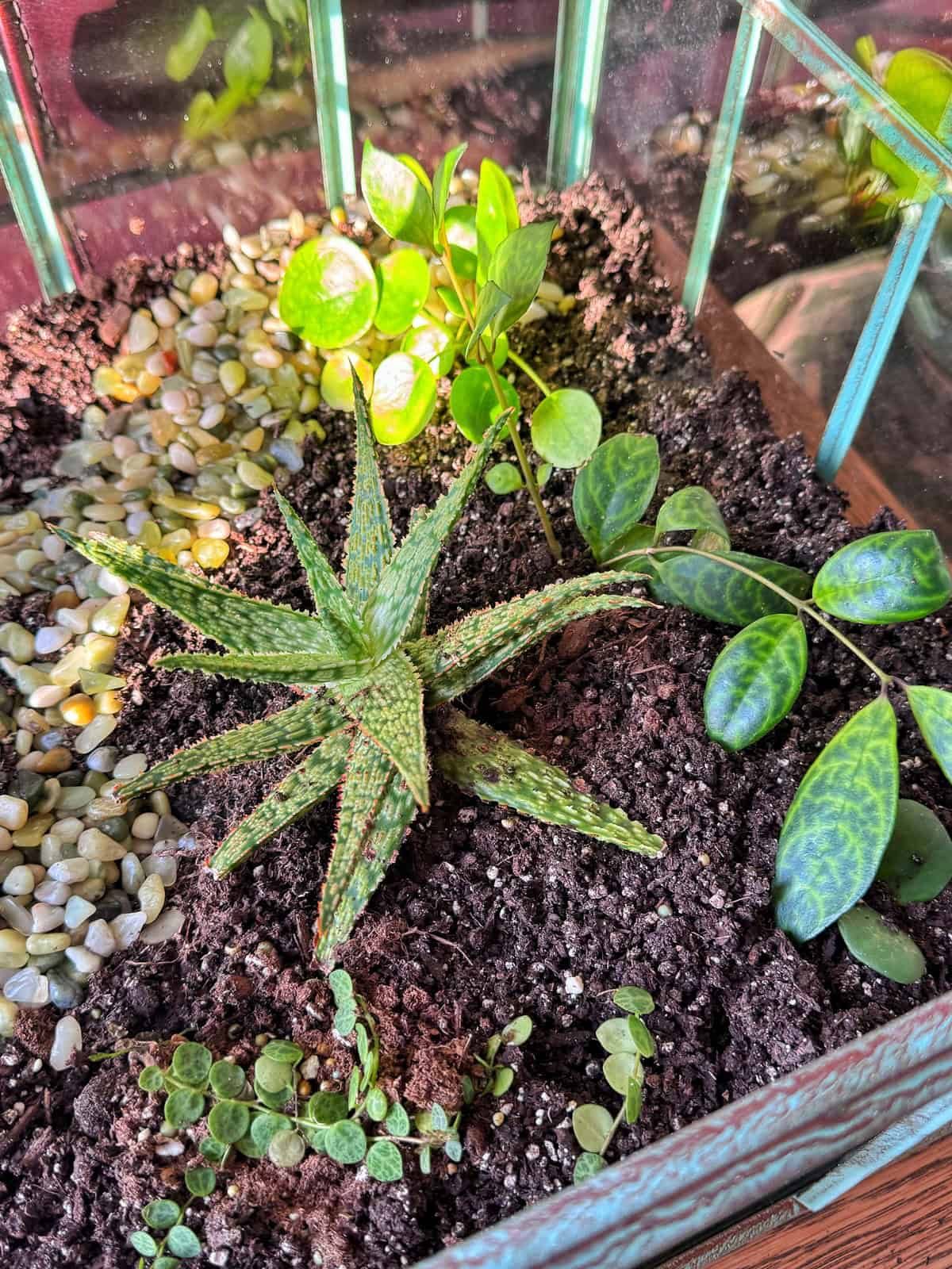 A close-up of a glass terrarium containing a spiky aloe plant, several small green leafy plants, dark soil, and a patch of small decorative pebbles, all bathed in natural sunlight.