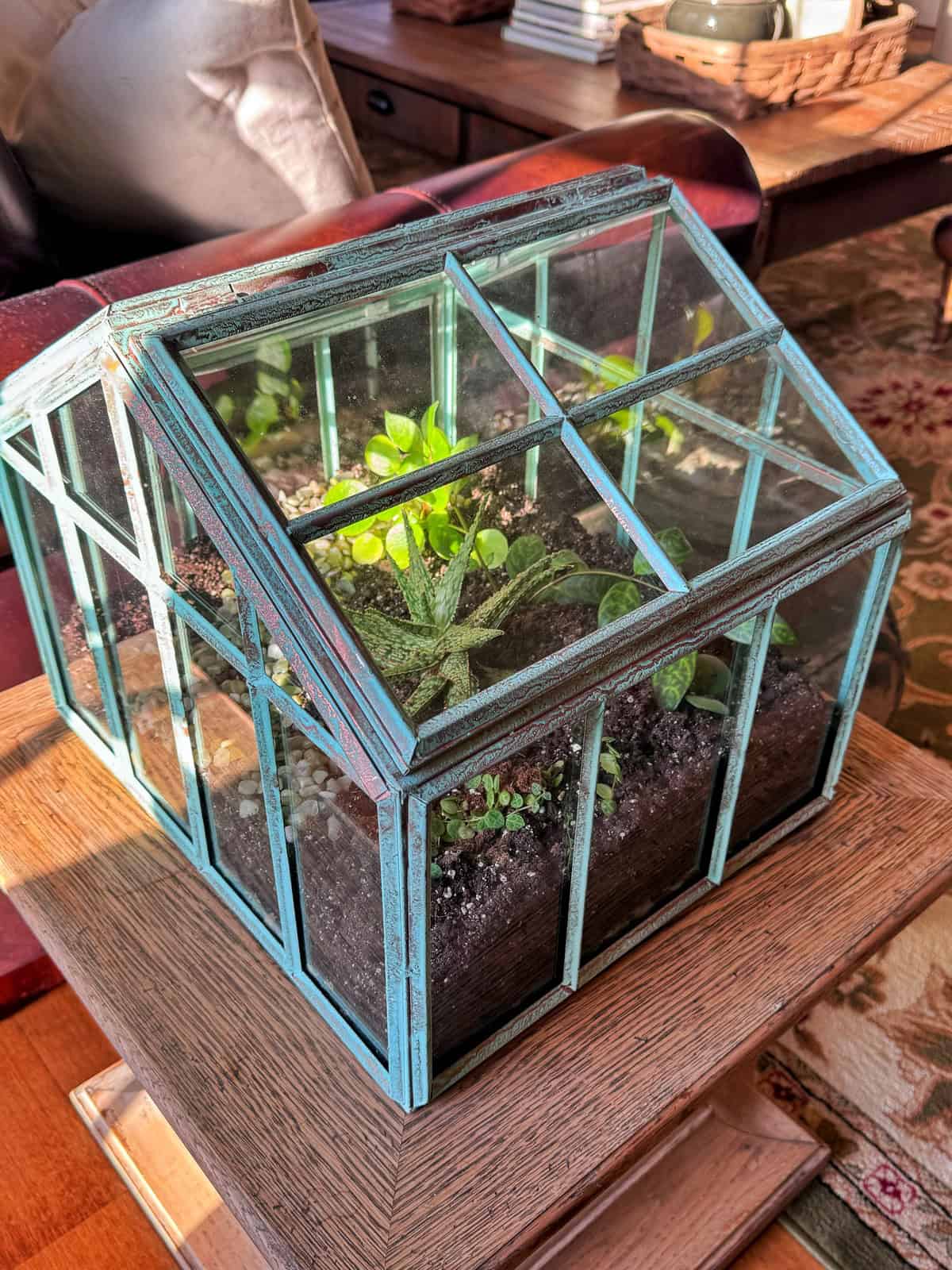 A small glass terrarium shaped like a greenhouse sits on a wooden table, filled with soil and several green plants, with sunlight streaming in from the left. A couch, books, and a carpet are seen in the background.