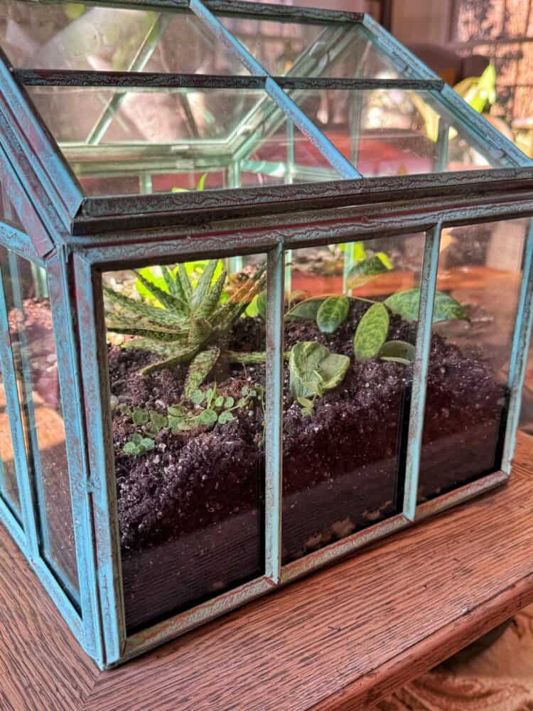 A small glass and metal terrarium house sits on a wooden surface, containing soil and several green plants growing inside. Sunlight filters through the glass, highlighting the fresh foliage.