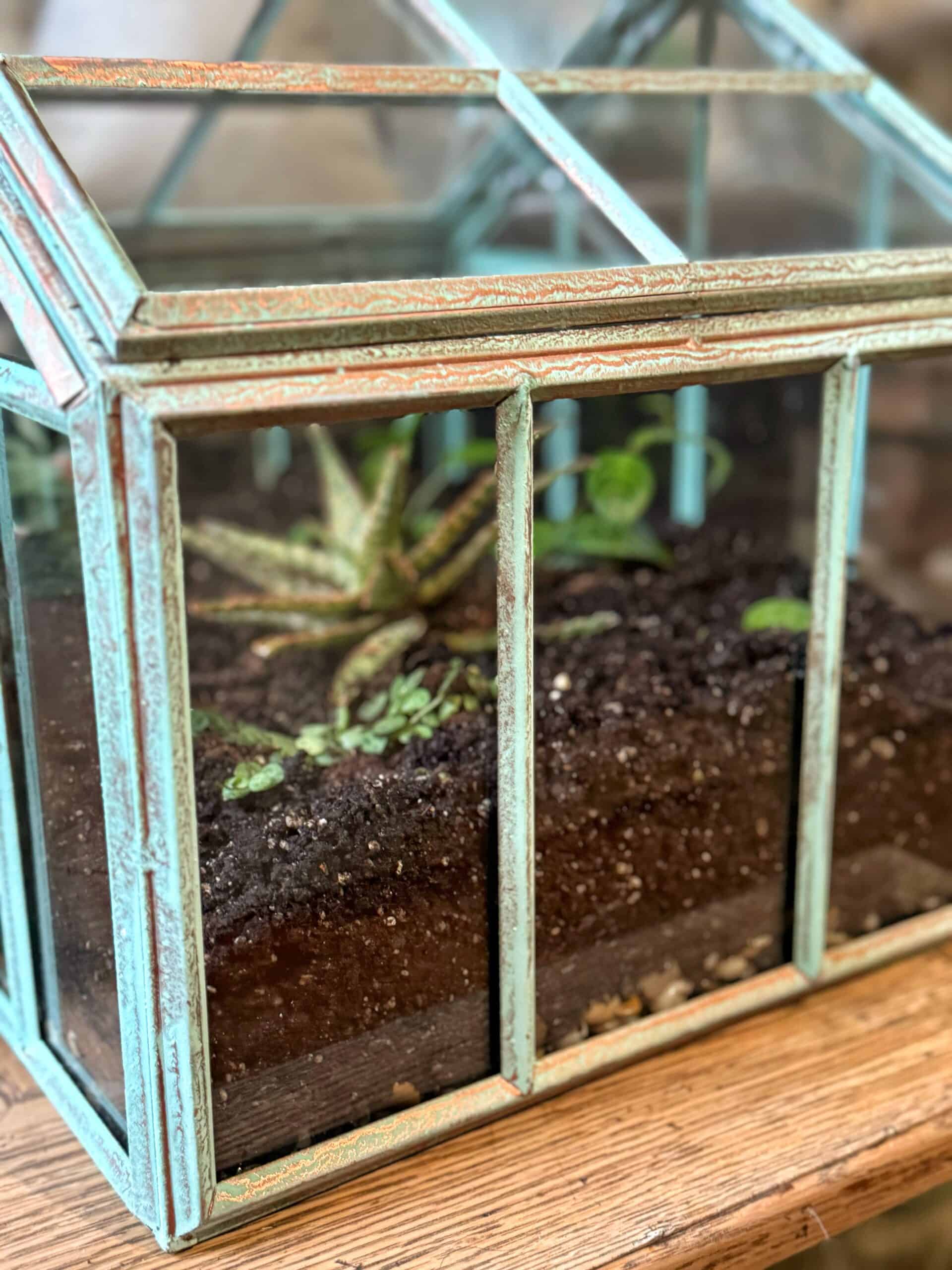 A small terrarium with a turquoise metal frame contains soil and a few green plants, sitting on a wooden surface.