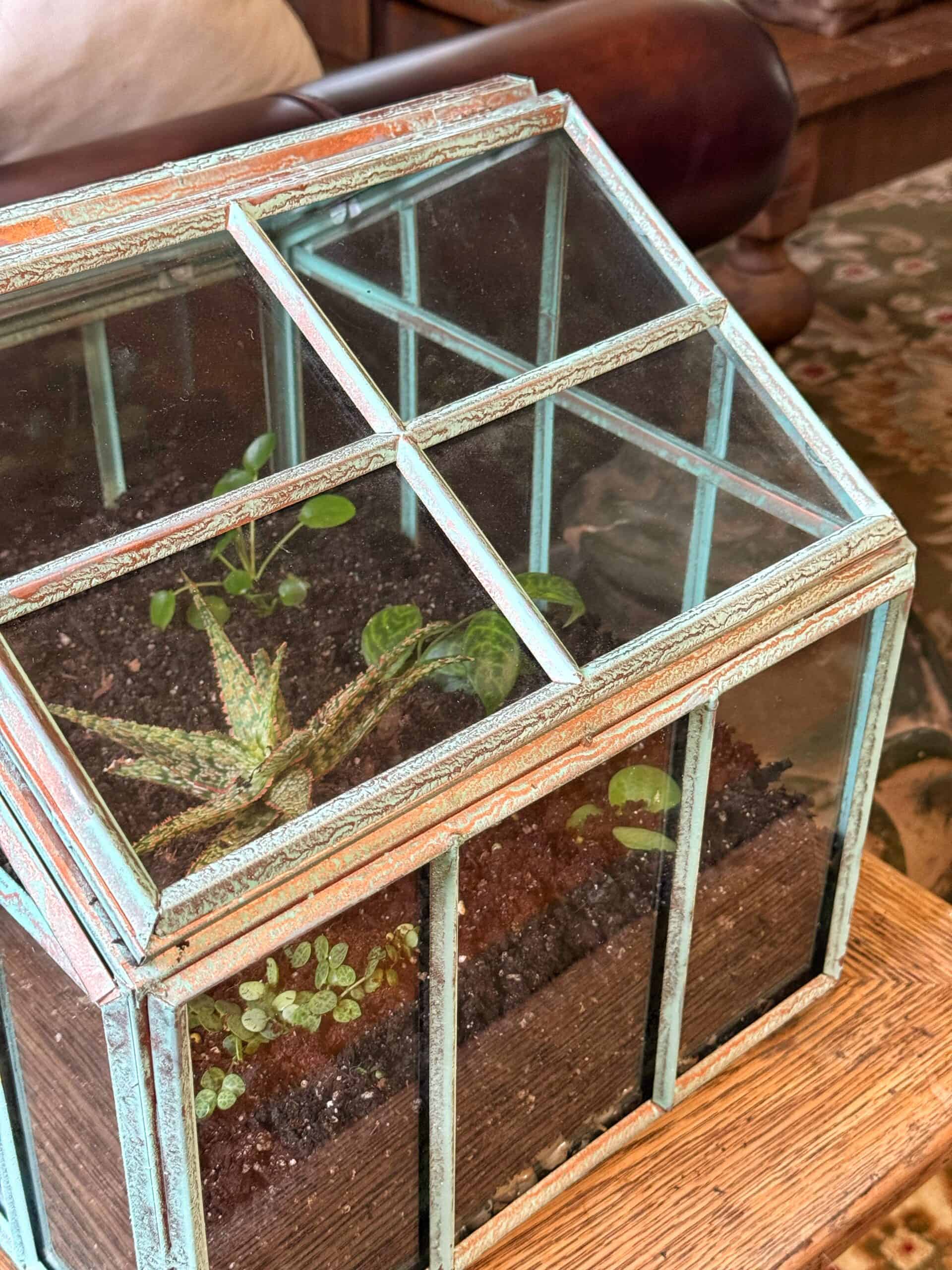 A small glass terrarium with a weathered teal frame sits on a wooden surface, containing soil and a few small green plants.