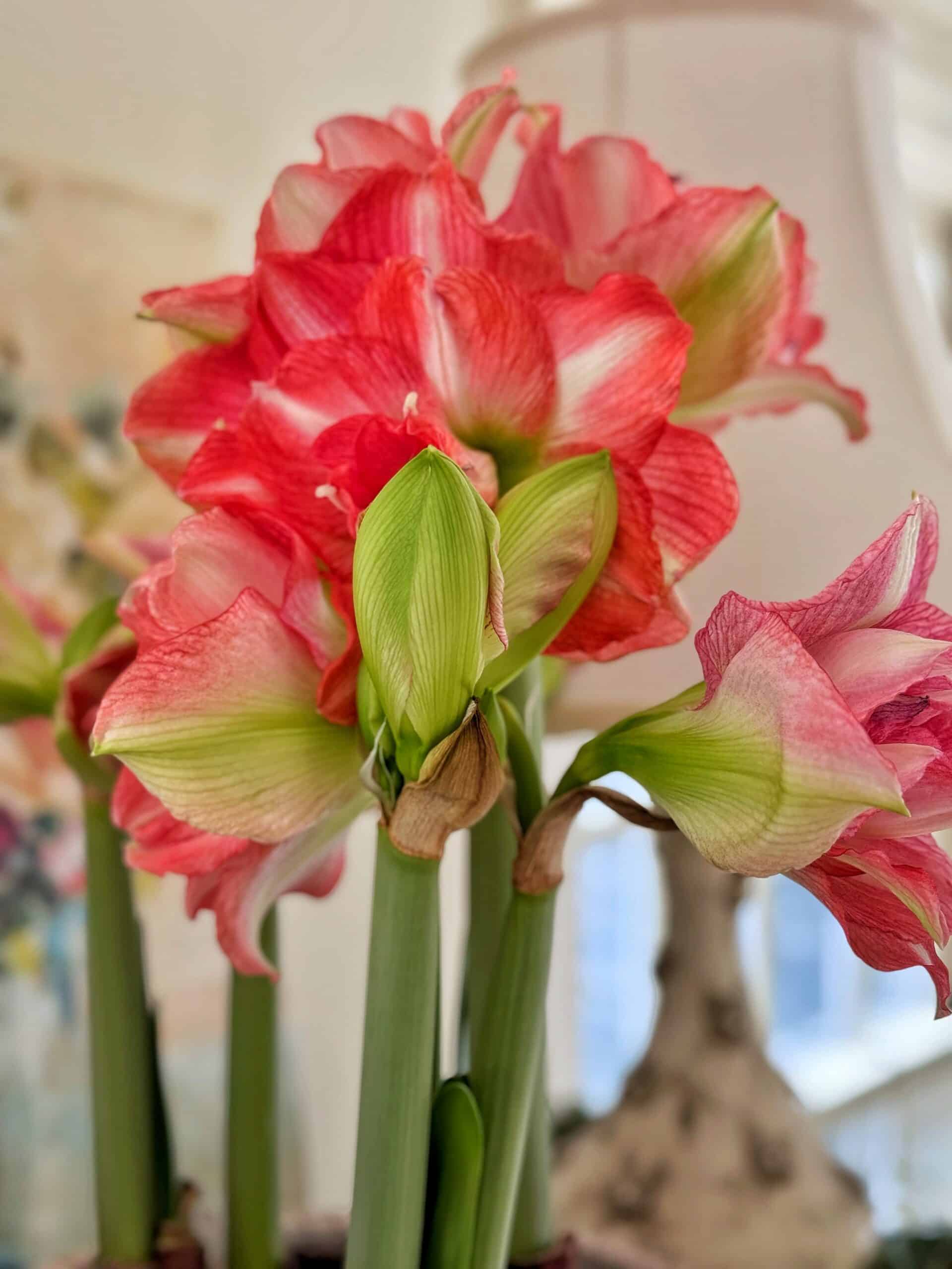 A close-up of blooming amaryllis flowers with vibrant red, pink, and white petals, surrounded by green buds and stems indoors, with a blurred background.