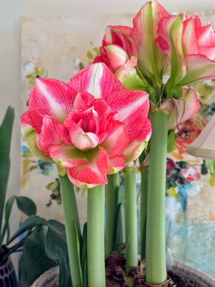 Close-up of blooming amaryllis flowers with vibrant pink and white petals and tall green stems, set against a blurred background featuring a floral painting.