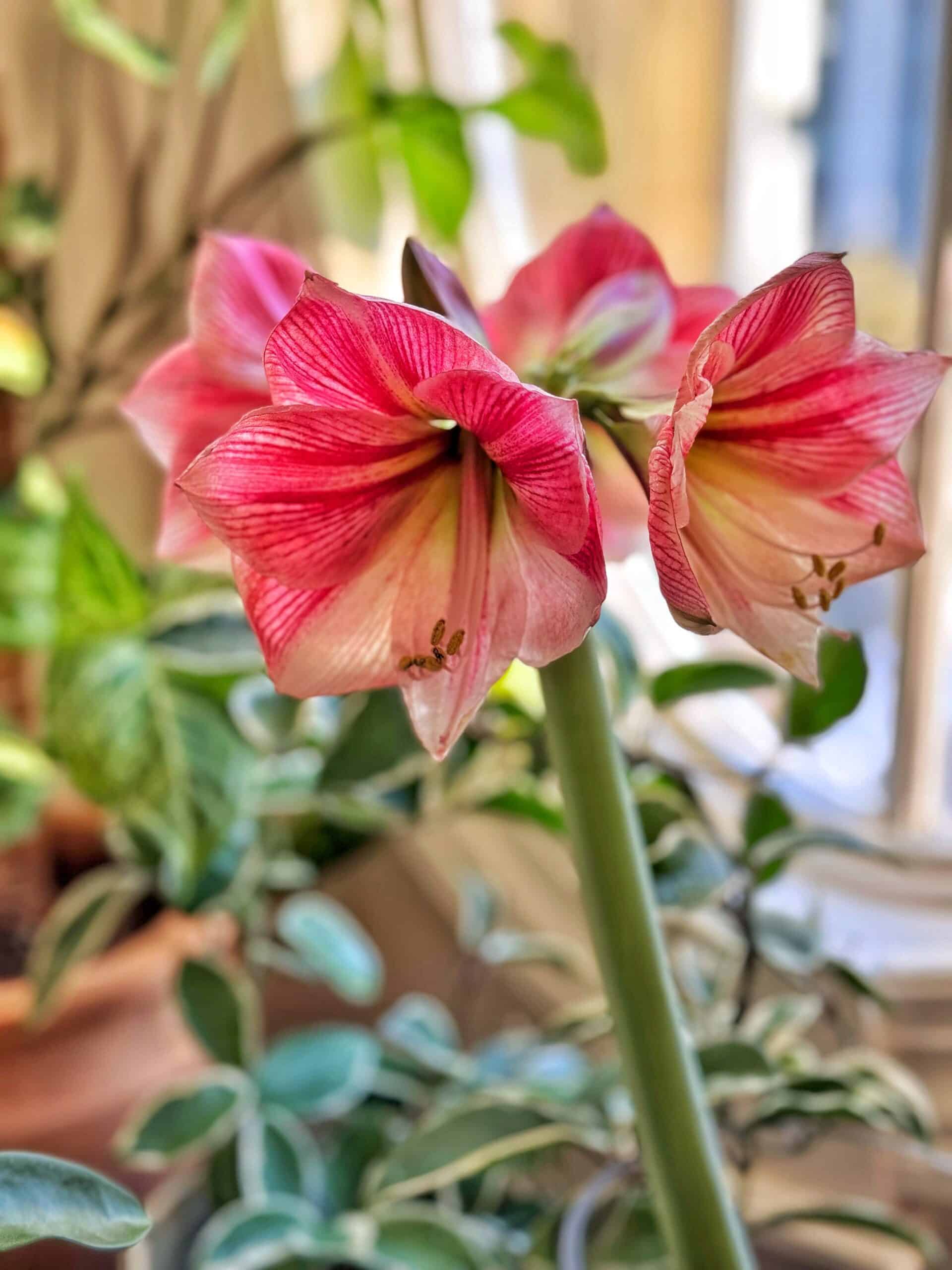 A close-up of a blooming amaryllis flower with large, pink-and-white striped blooms and green leaves. The background shows other potted plants and a window letting in soft daylight.