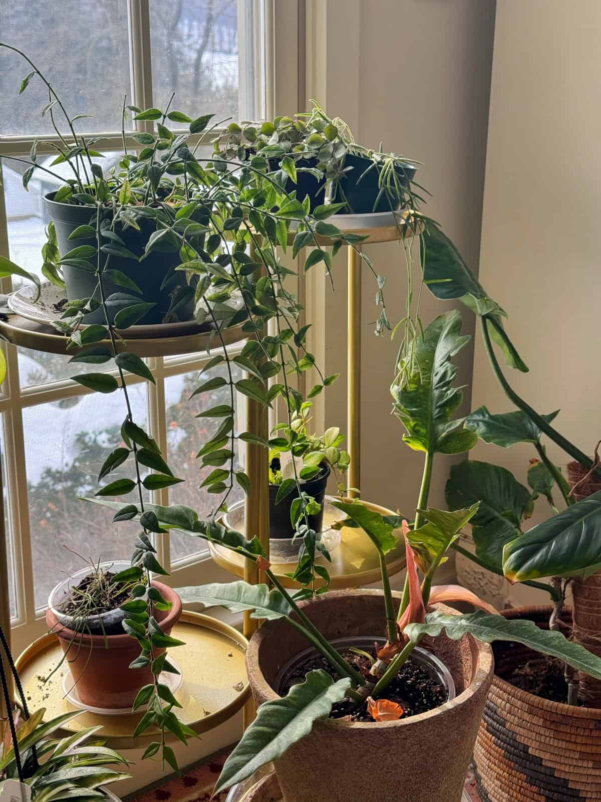 A group of potted hoya plants sits on a windowsill, with leafy vines cascading from higher planters and sunlight streaming through the window, illuminating the green foliage indoors.