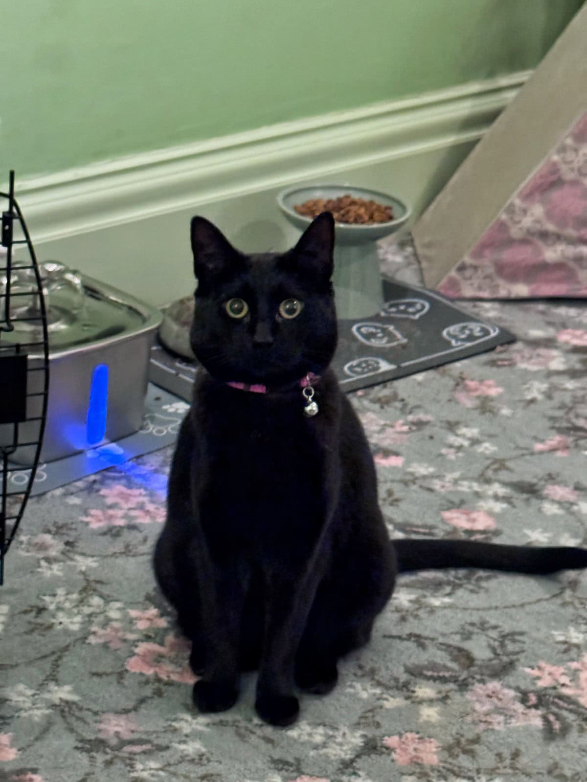 A black cat with yellow eyes and a pink collar sits on a floral-patterned rug near a pet food station with water and kibble bowls, against a green wall.