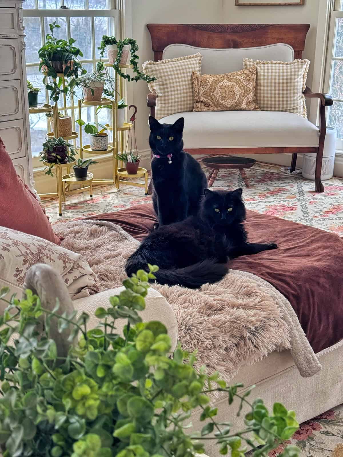 Two black cats sit and lie on a cozy, fur-covered chaise lounge in a bright, plant-filled living room with a patterned rug, throw pillows, and large windows.