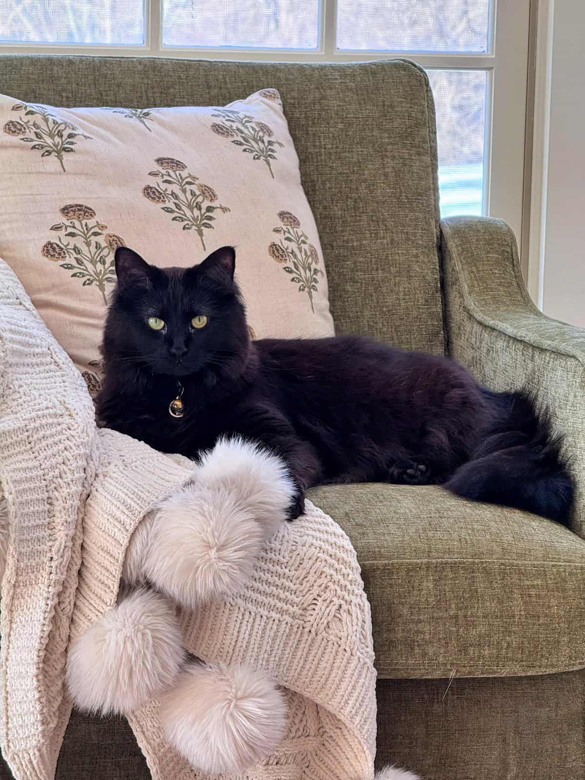 A fluffy black cat with green eyes lounges on a green armchair, which is draped with a cream-colored knitted blanket and decorated with a floral pillow. Sunlight streams through the window behind the chair.