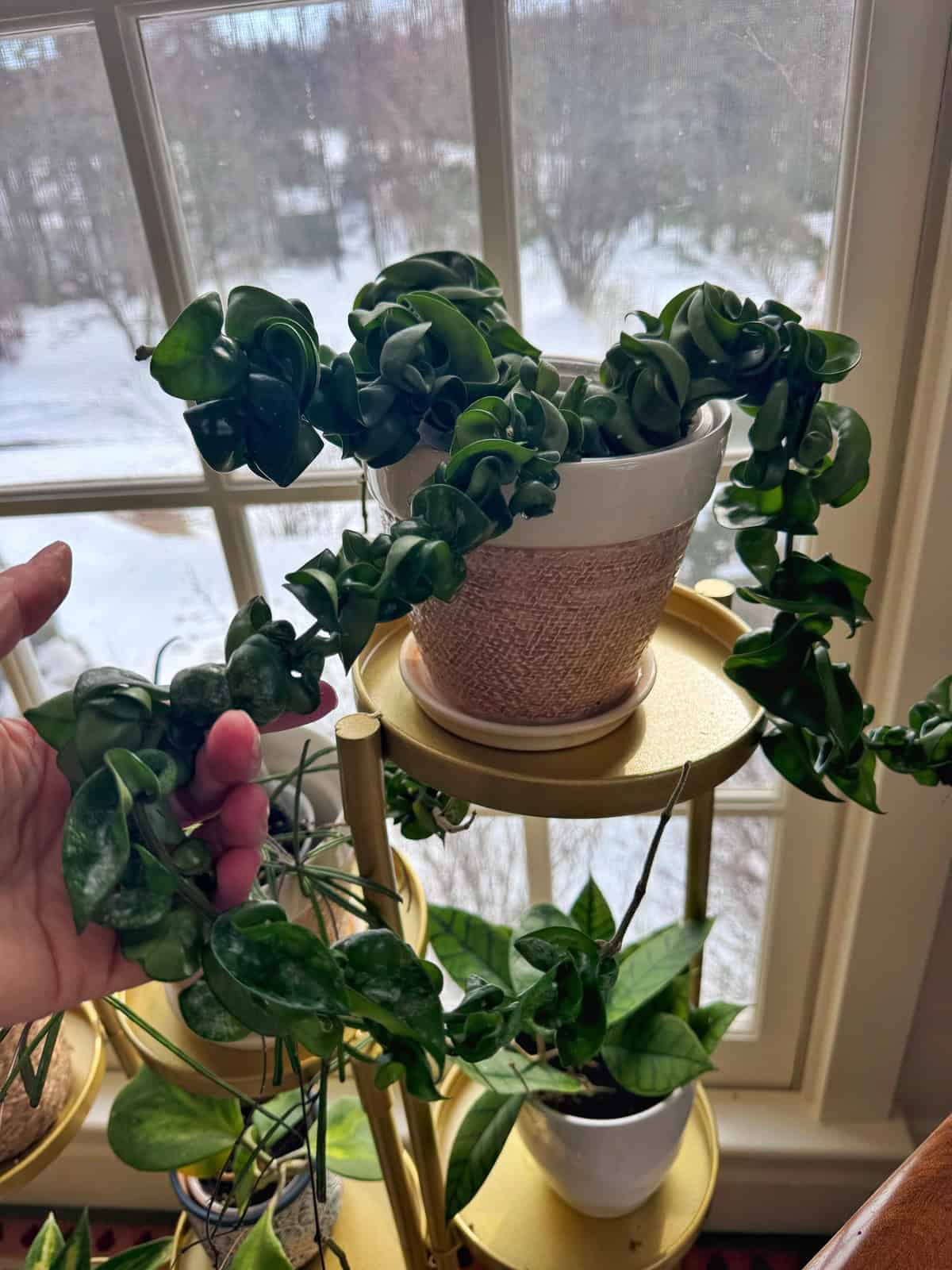 A hand holds a long, curly vine of a Hoya Hindu Rope plant in a white and tan pot on a gold plant stand by a window with snowy scenery outside. Other houseplants are visible nearby.