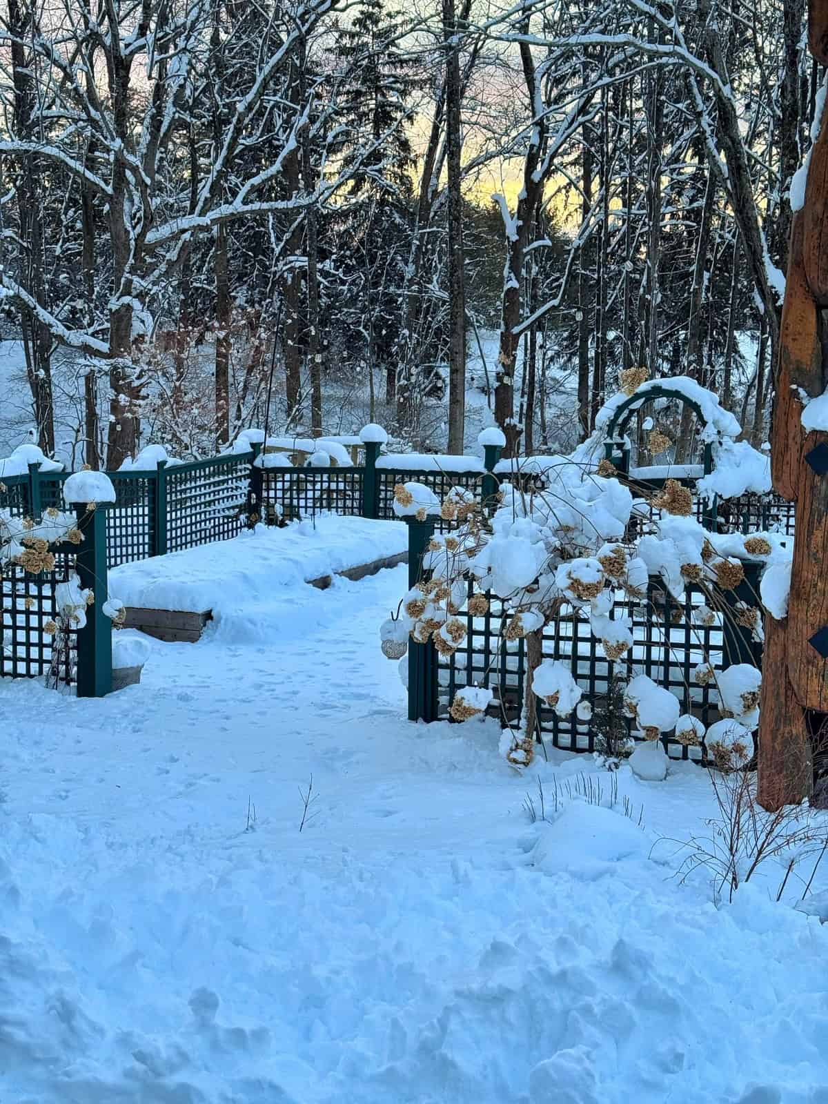 A snow-covered garden with a green trellis fence, dried hydrangea flowers topped with snow, and trees in the background. The ground, benches, and fence are all blanketed with fresh snow.