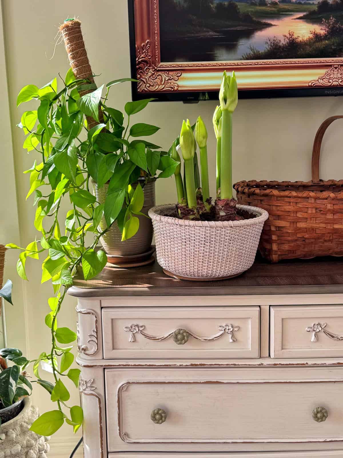 A green leafy plant in a brown pot and several tall amaryllis buds in a white basket sit on a vintage cream dresser near a woven basket, with sunlight streaming in from the left.