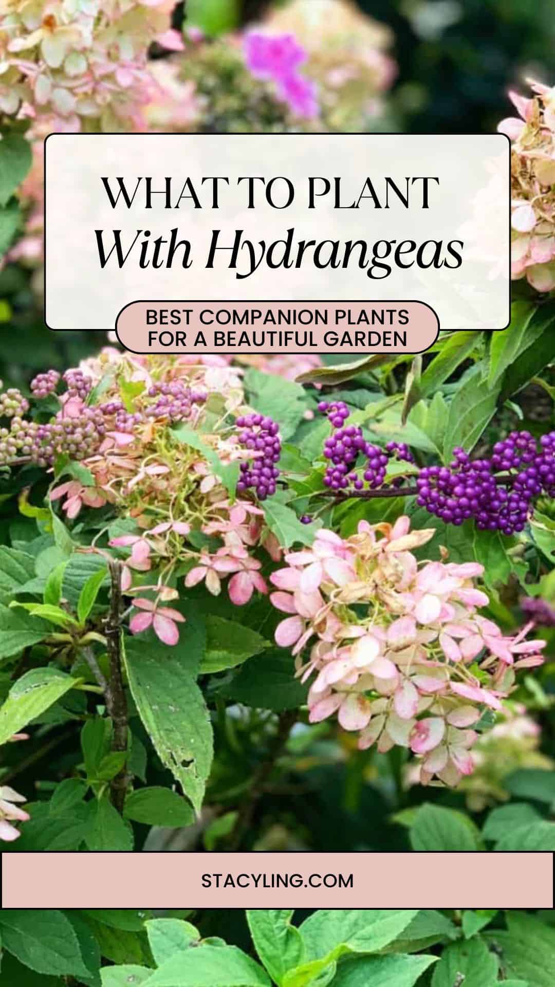 Pink hydrangea blooms and bright purple berries from callicarpa (beautyberry) surrounded by green leaves with text overlay: "What to Plant With Hydrangeas - Best Companion Plants for a Beautiful Garden." Discover what to plant with hydrangeas at stacyling.com.