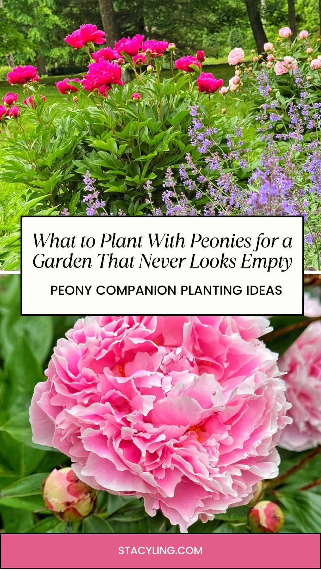 Bright pink peonies bloom in a lush garden with green foliage, surrounded by beautiful peony companion plants. Text overlay reads, "What to Plant With Peonies for a Garden That Never Looks Empty—Peony Companion Planting Ideas.