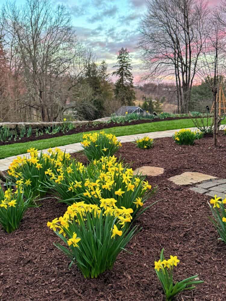 A garden bed with clusters of blooming yellow daffodils bordered by a stone path. Bare trees and a colorful sunset sky with pink and blue clouds are visible in the background.
