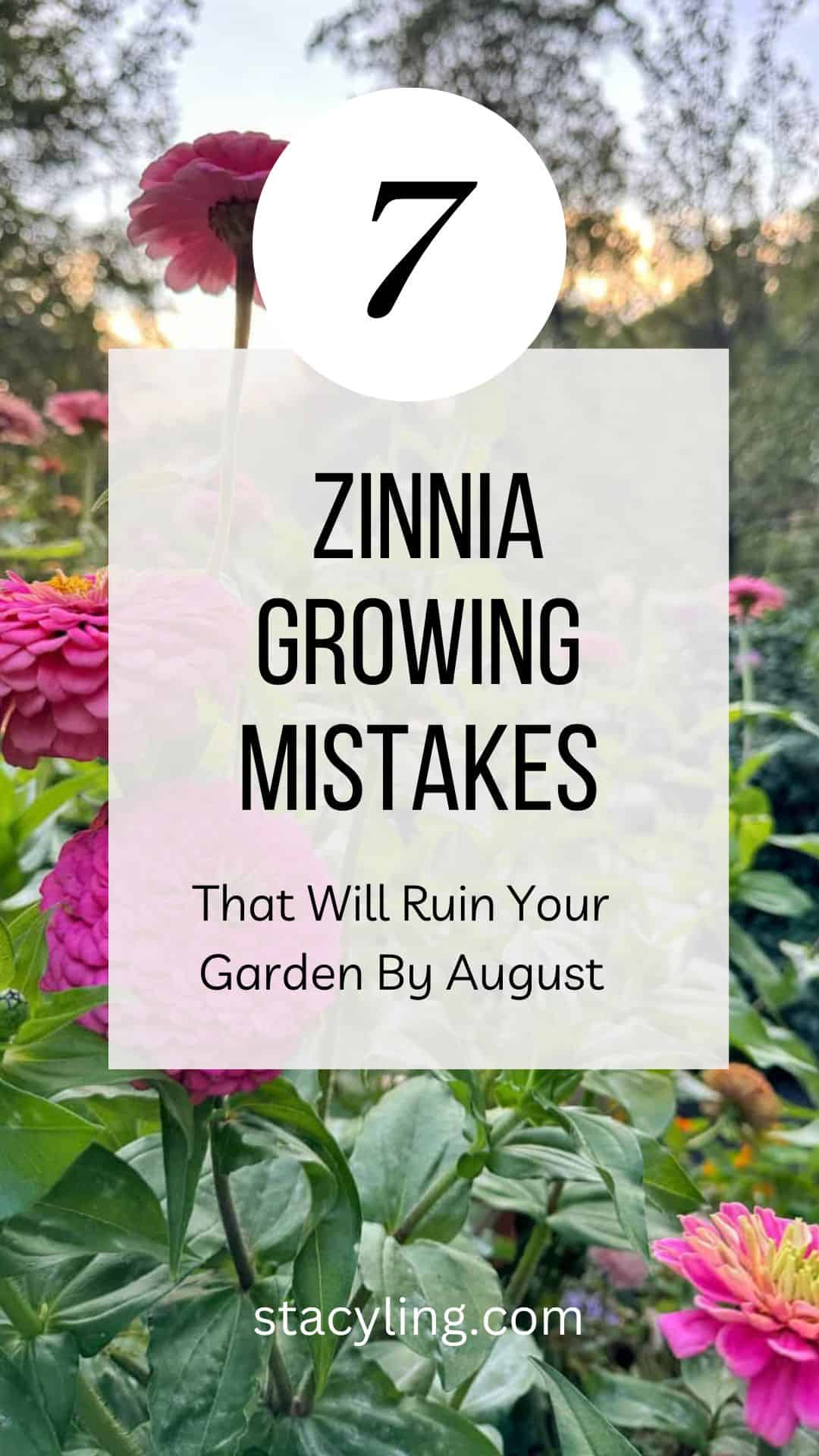 Several pink zinnia flowers in a garden with a text overlay reading: "7 Zinnia Mistakes That Will Ruin Your Garden By August." The website stacyling.com appears at the bottom.