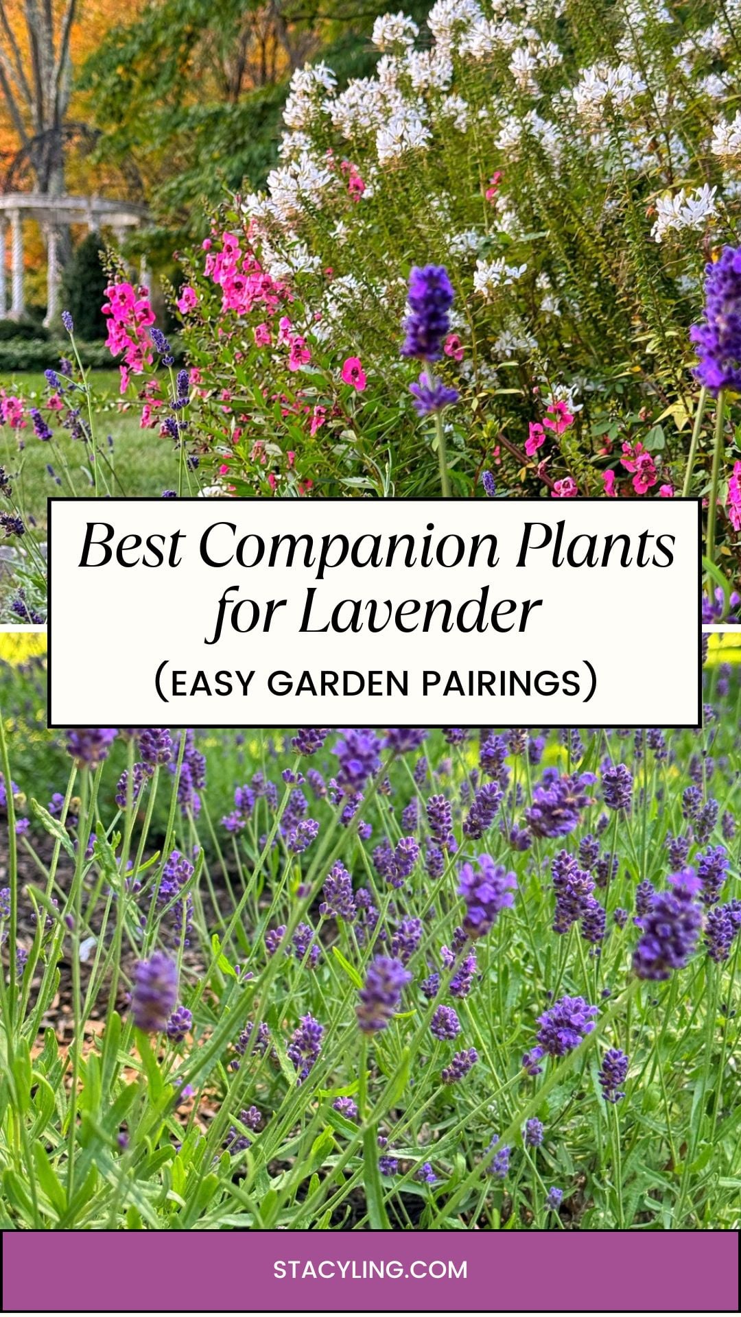 Lavender blooms in a colorful garden alongside its best companion plants for lavender, featuring white and pink flowers. Text overlay reads “Best Companion Plants for Lavender (Easy Garden Pairings)” with lush greenery and a hint of a house in the background.