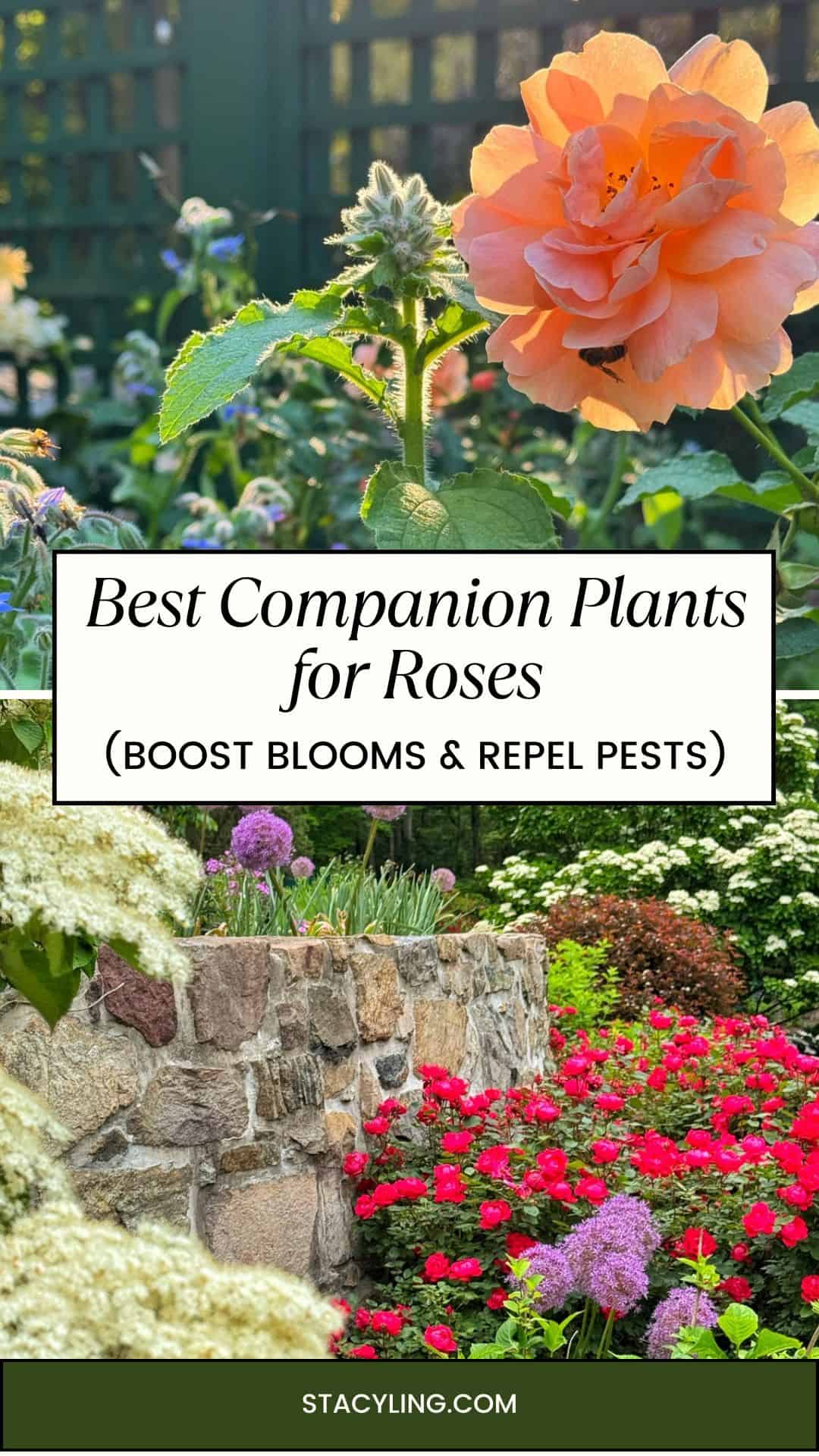 A large peach rose blooms above mixed flowers in a garden, surrounded by companion plants for roses. Below, red and purple flowers thrive beside a stone wall. Text reads: "Best Companion Plants for Roses (Boost Blooms & Repel Pests) stacyling.com.