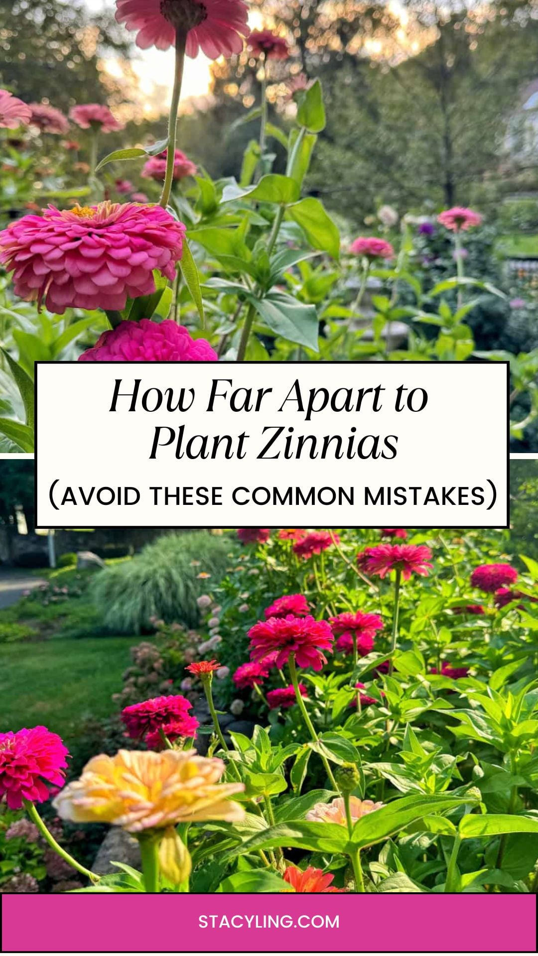 Close-up of blooming pink and yellow zinnias in a garden, with lush foliage and trees behind. Text overlay: "How Far Apart to Plant Zinnias (Avoid These Common Mistakes) &ndash; Get tips on proper zinnia spacing for a thriving garden.
