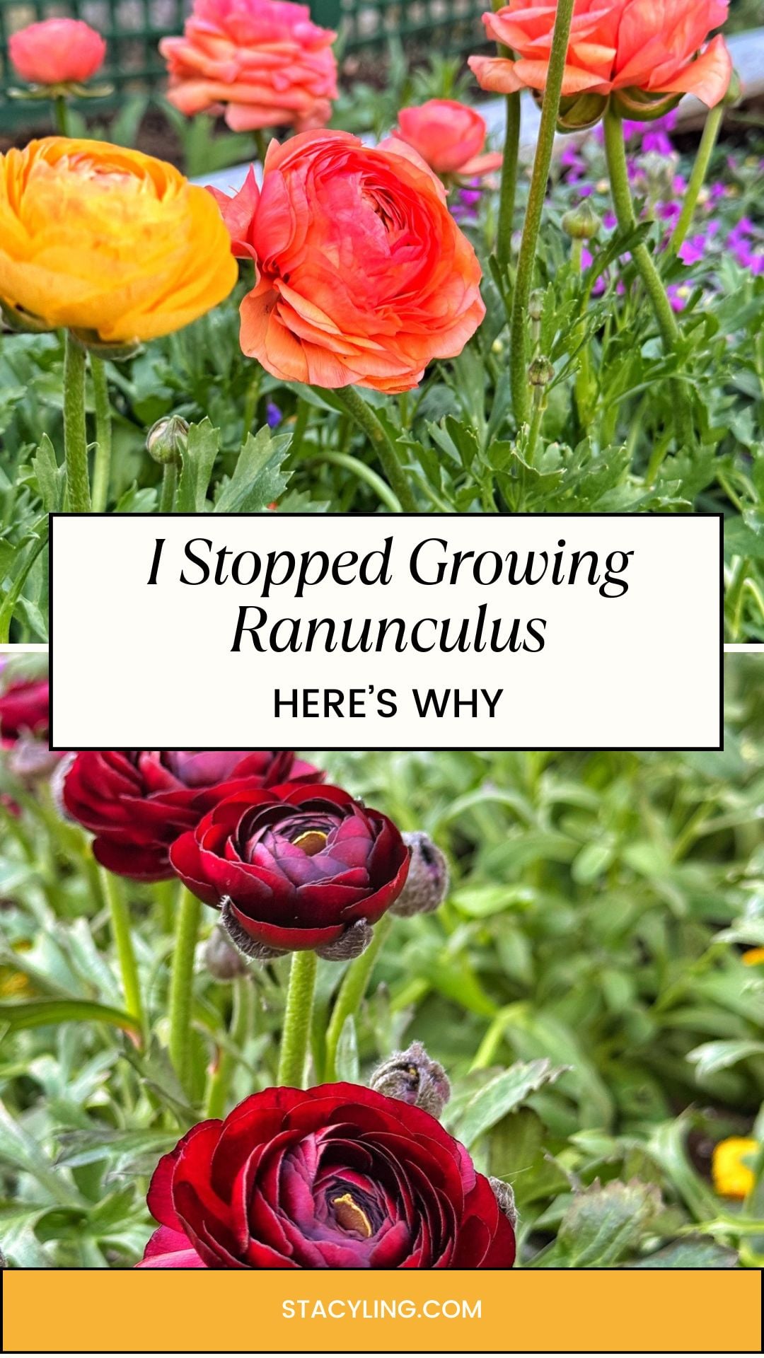 Vibrant ranunculus blooms in orange, red, and burgundy fill a lush green garden. Text overlay reads, &ldquo;I Stopped Growing Ranunculus&mdash;Here&rsquo;s Why.&rdquo;.