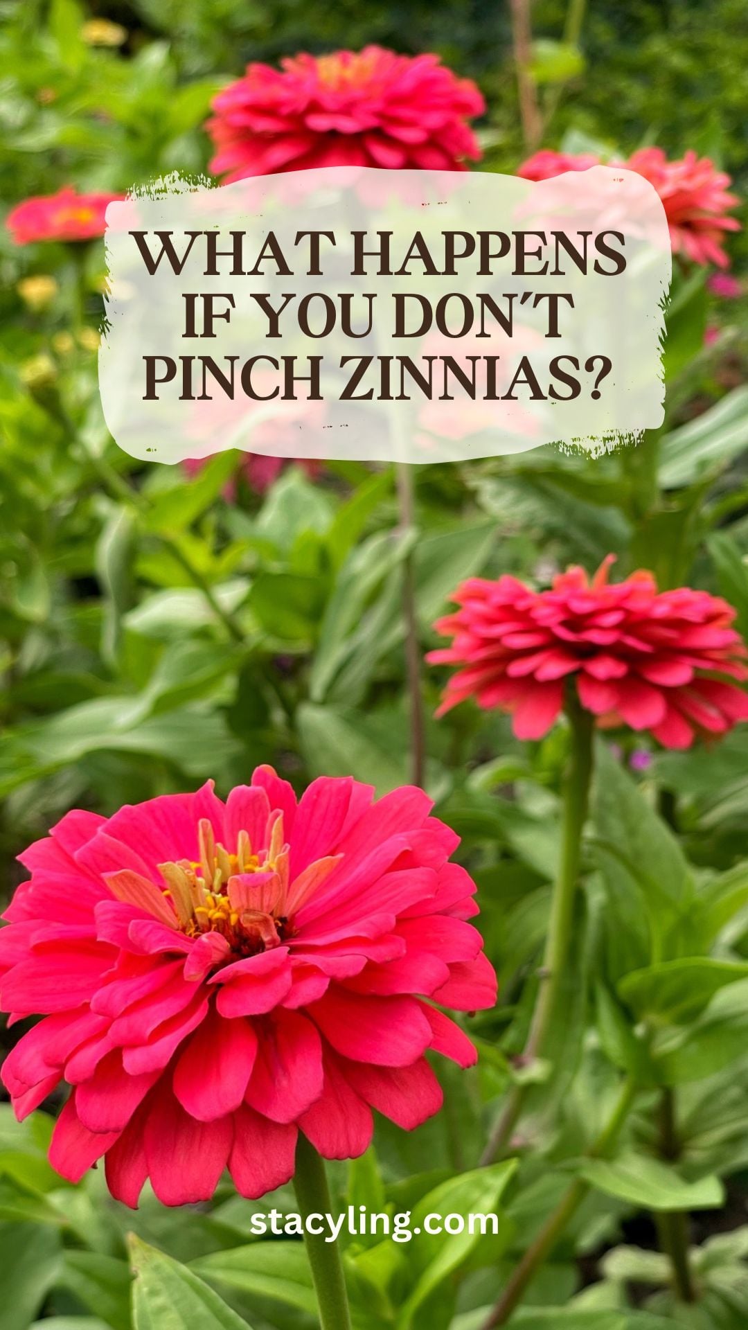 Bright pink zinnias bloom in a lush garden. Text on the image reads, &ldquo;What happens if you don&rsquo;t pinch zinnias?&rdquo; with the website stacyling.com at the bottom, highlighting the effect of not pinching zinnias for fuller blooms.