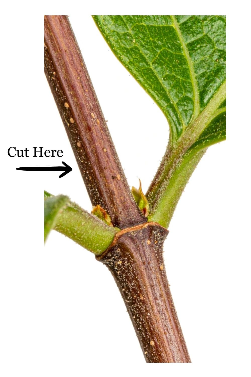 Close-up of a plant stem with a leaf node, showing an arrow labeled "Cut Here" pointing to the area just above a small bud&mdash;demonstrating where to cut when you pinch zinnias for bushier growth.