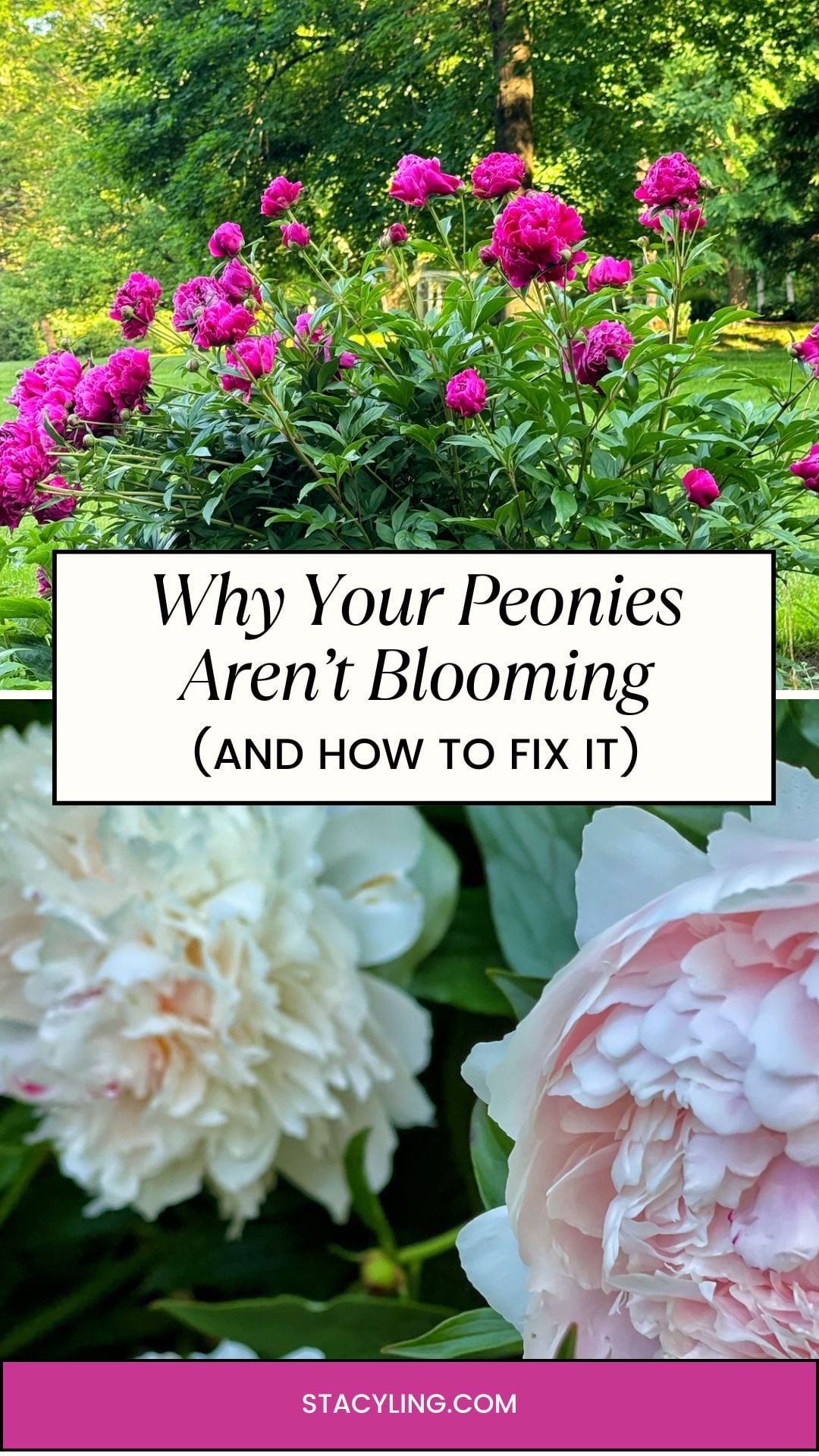 A vibrant pink peony bush blooms outdoors under green trees. Below, close-up of pale pink peony flowers. Text overlay reads: &ldquo;Why Your Peonies Aren&rsquo;t Blooming (And How to Fix It).&rdquo; Website: stacyling.com.