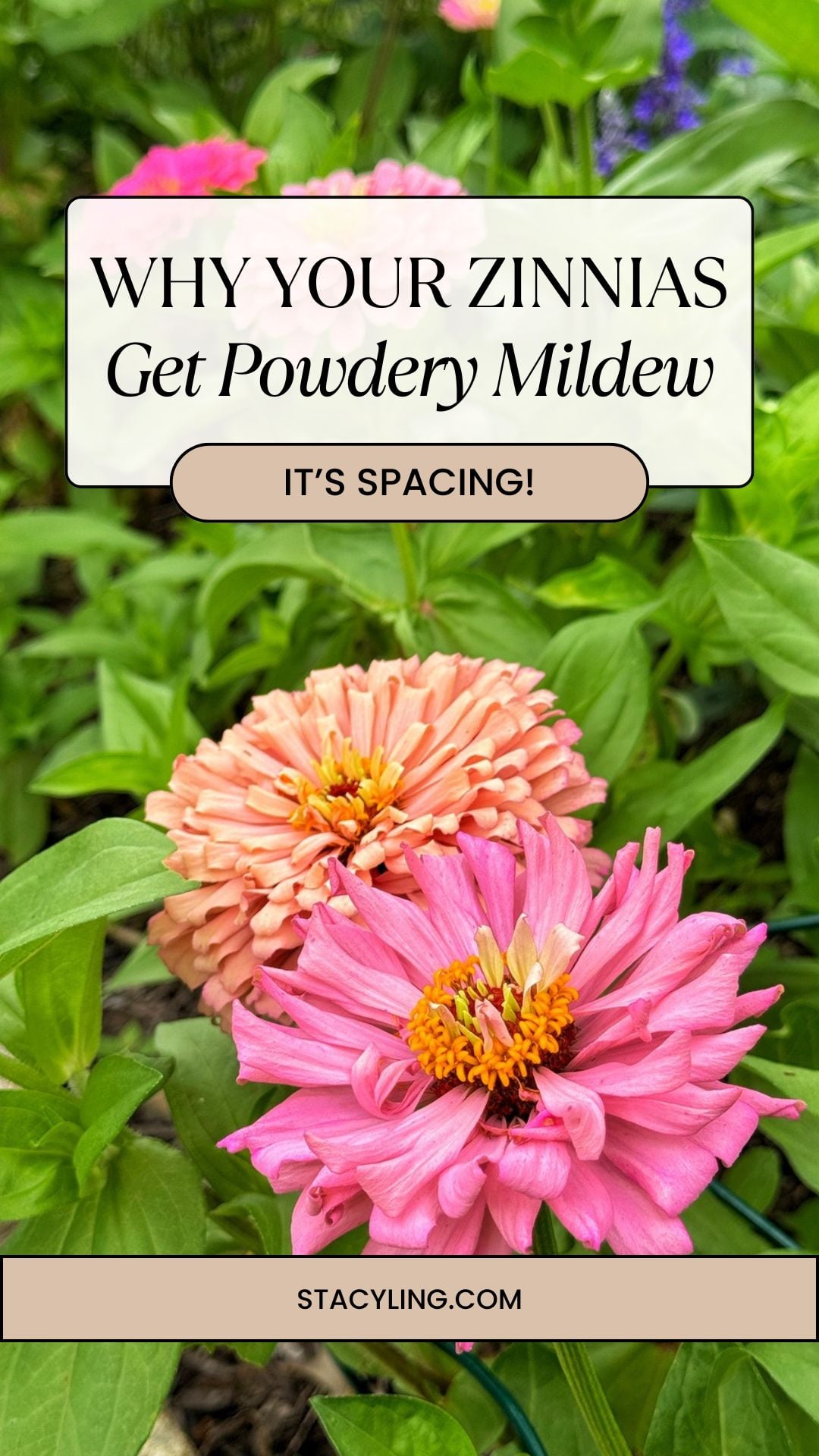 Close-up of pink zinnia flowers with green leaves. Text overlay reads, "Why your zinnias get powdery mildew &mdash; It's spacing! Learn how far apart to plant zinnias." Website "stacyling.com" appears at the bottom.