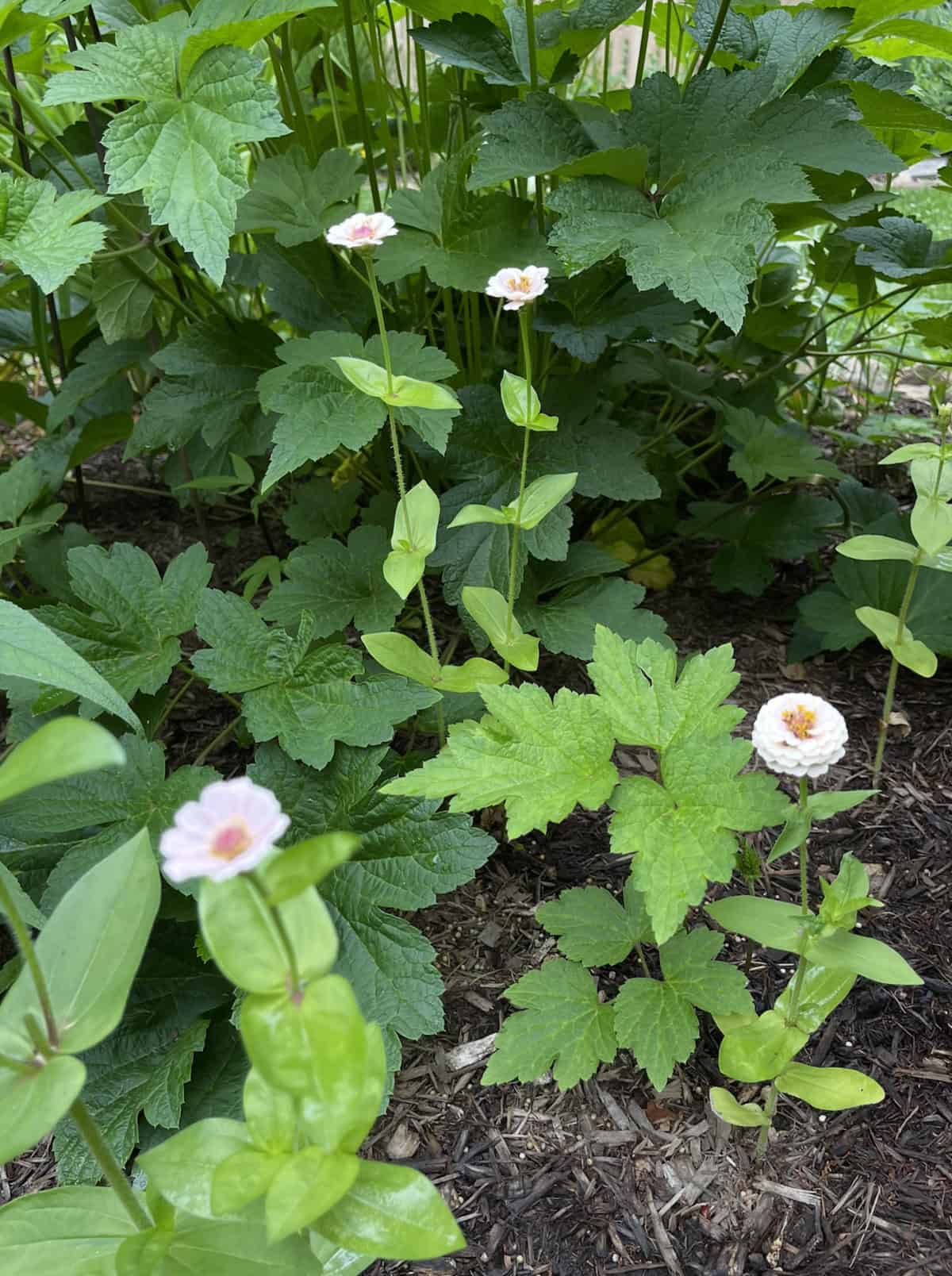 Several small pale pink zinnias that were not pinched, with yellow centers, grow on tall, thin stems among green foliage and broad leaves in a garden bed with brown mulch.