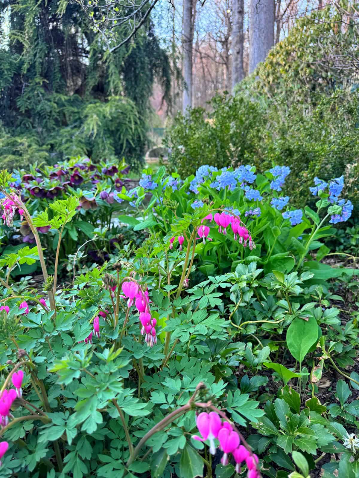 A garden scene with clusters of bright pink bleeding heart flowers, blue forget-me-nots, and lush green foliage, with tall trees and dense greenery in the background.